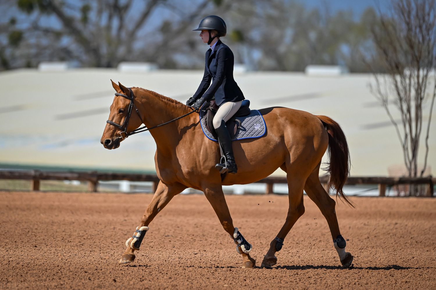 Horse and rider trotting toward the next fence at a Texas horse show captured by Sean Stacey Photography.