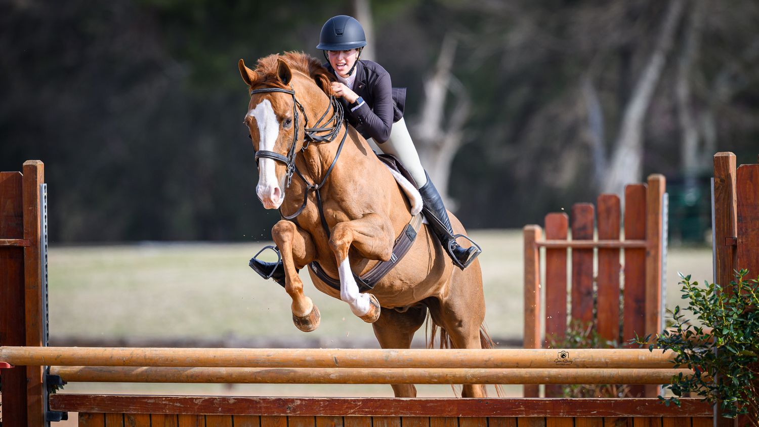 Professional equine photographer Sean Stacey capturing horse and rider during a hunter competition show — private show coverage in Texas.