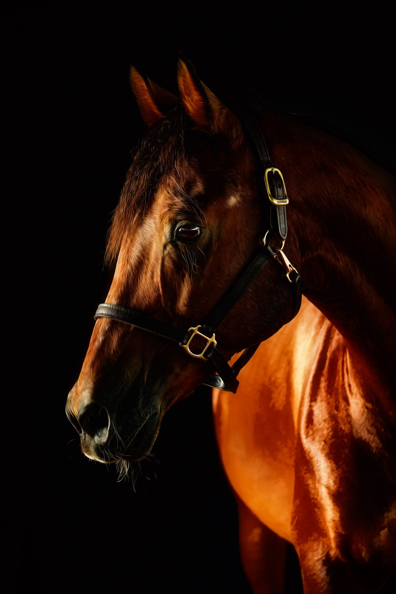 Fine-art equine image captured during private portrait session in Dallas–Fort Worth