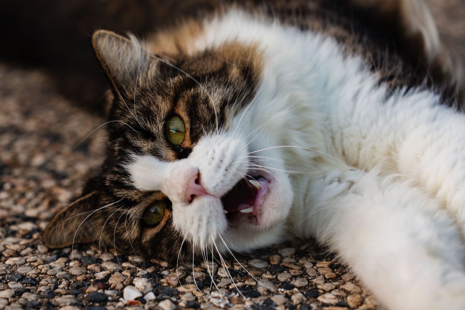 Close-up of a brown and white cat with bright yellow eyes lying on textured carpet.
