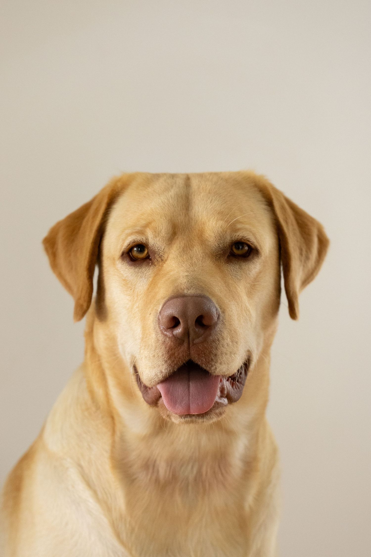 Happy yellow Labrador Retriever smiling at camera against neutral background.