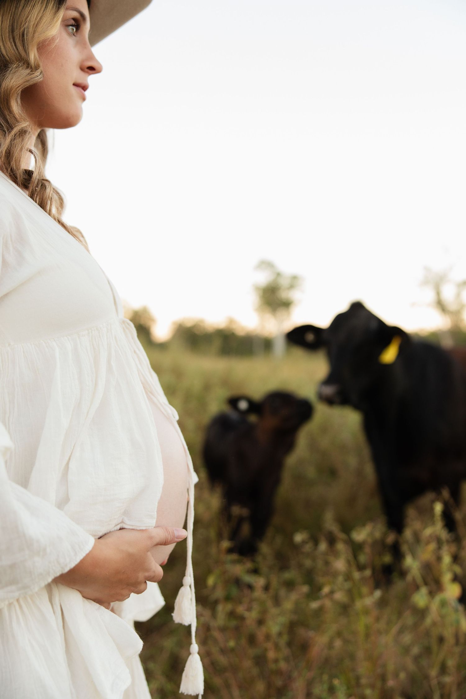 A serene maternity portrait in a white dress standing in a field with black cows grazing in the background.