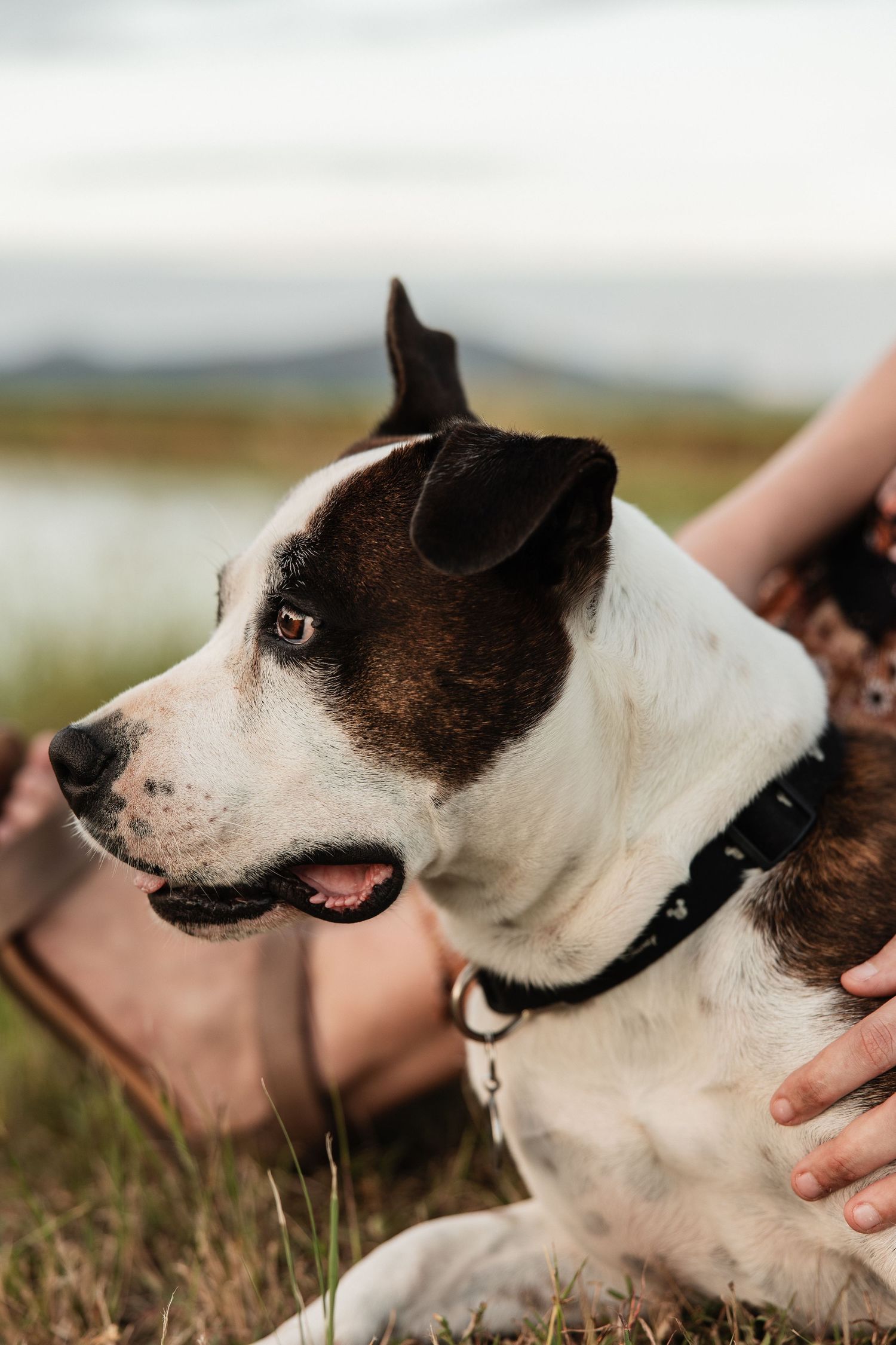 Close-up profile view of a white and brown pit bull wearing a black collar in an outdoor setting.