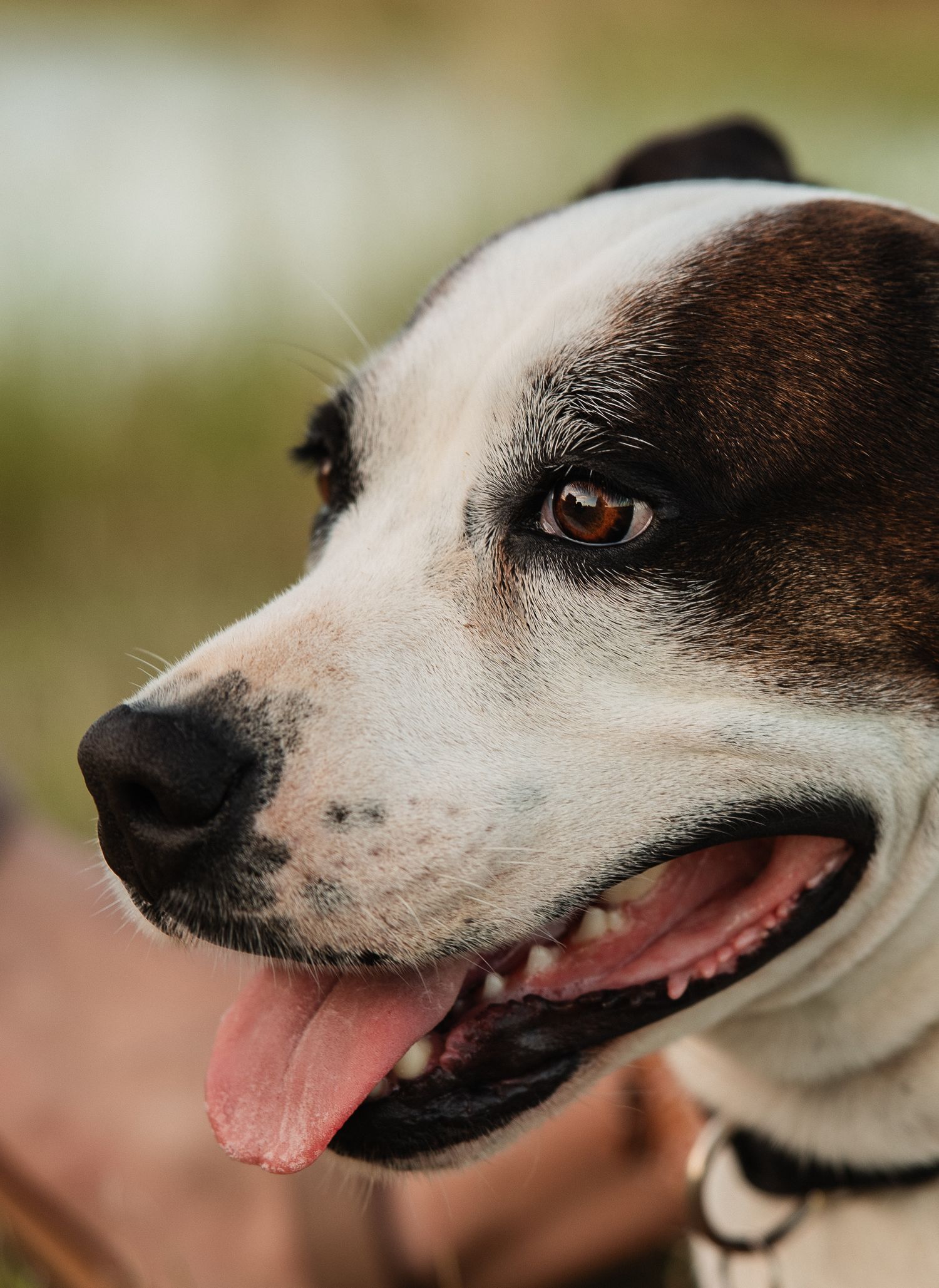 Close-up portrait of a white and brown dog with amber eyes shows a happy expression with tongue out.