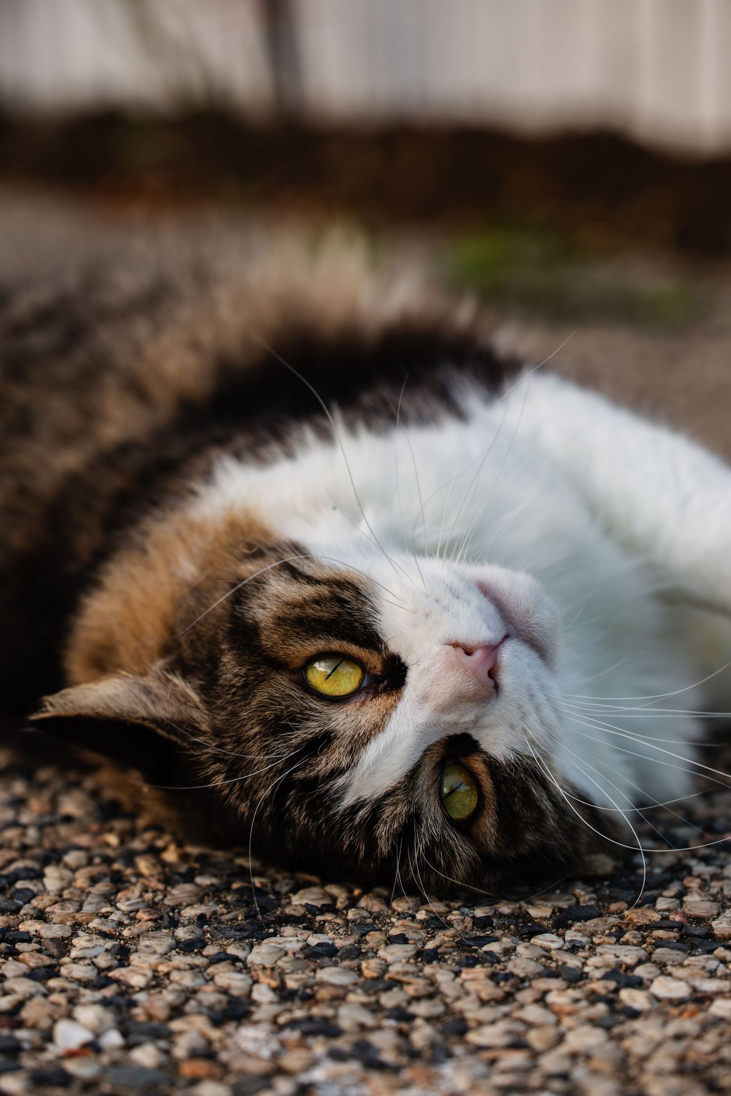 Relaxed tabby cat with golden eyes resting on its side on a pebbly surface.