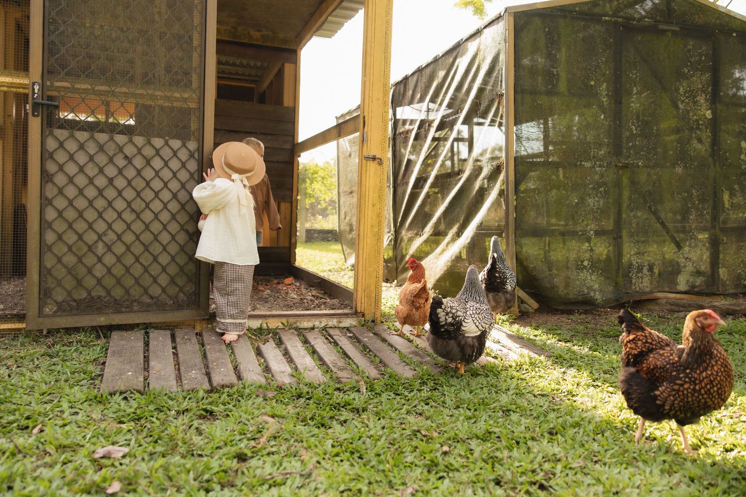 Small child standing on farm porch with chickens pecking around in the grass on a sunny afternoon.