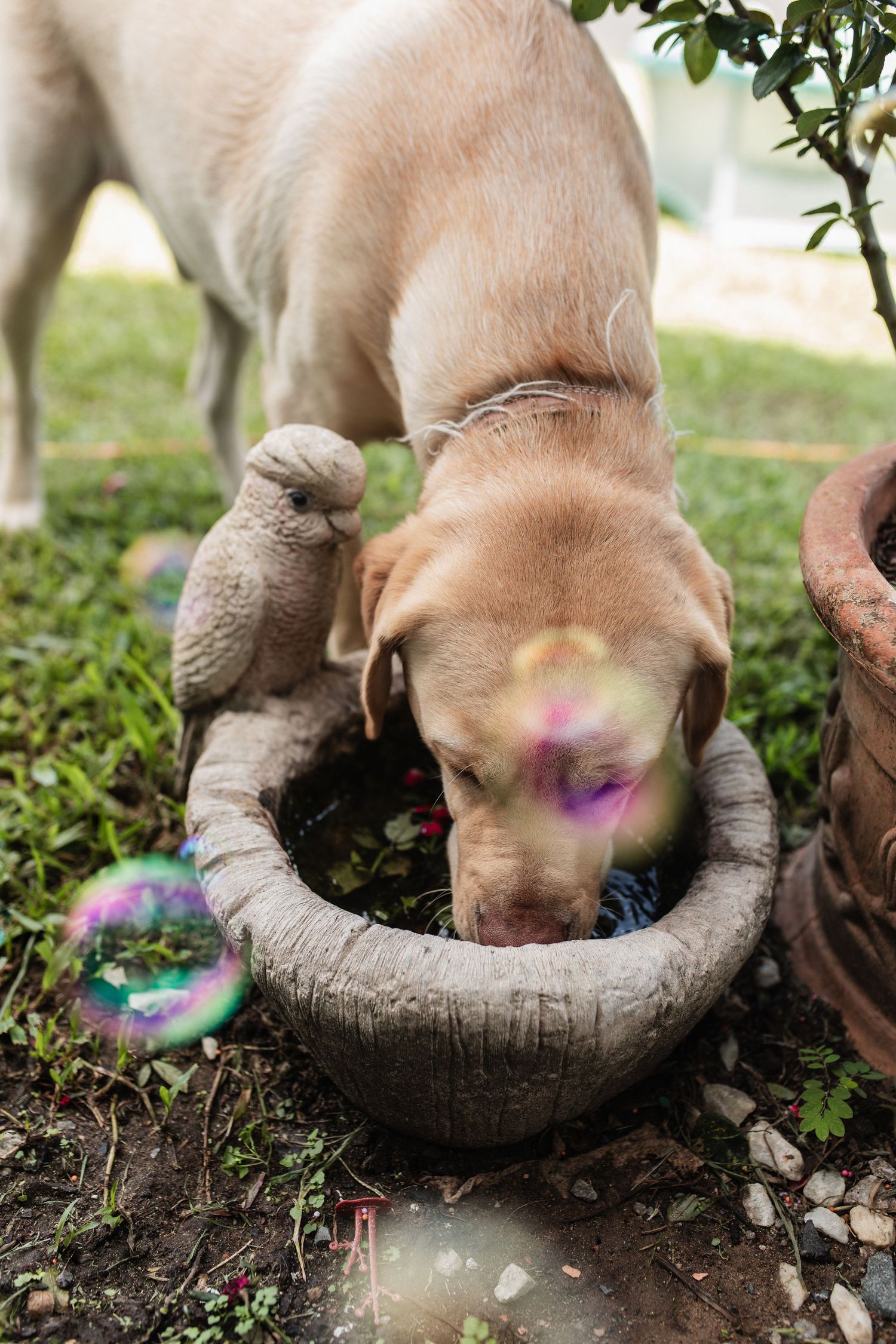 A light colored dog sniffing in a garden pot while soap bubbles float around in the sunlit outdoor setting.