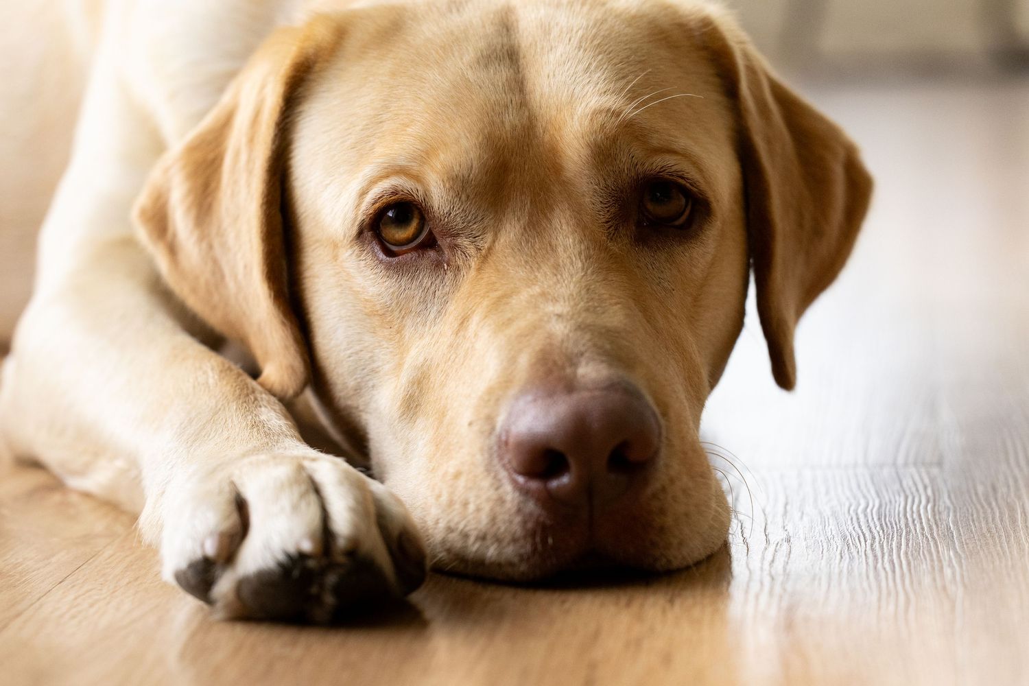 Yellow Labrador retriever dog lying on wooden floor with melancholic expression in close up portrait.