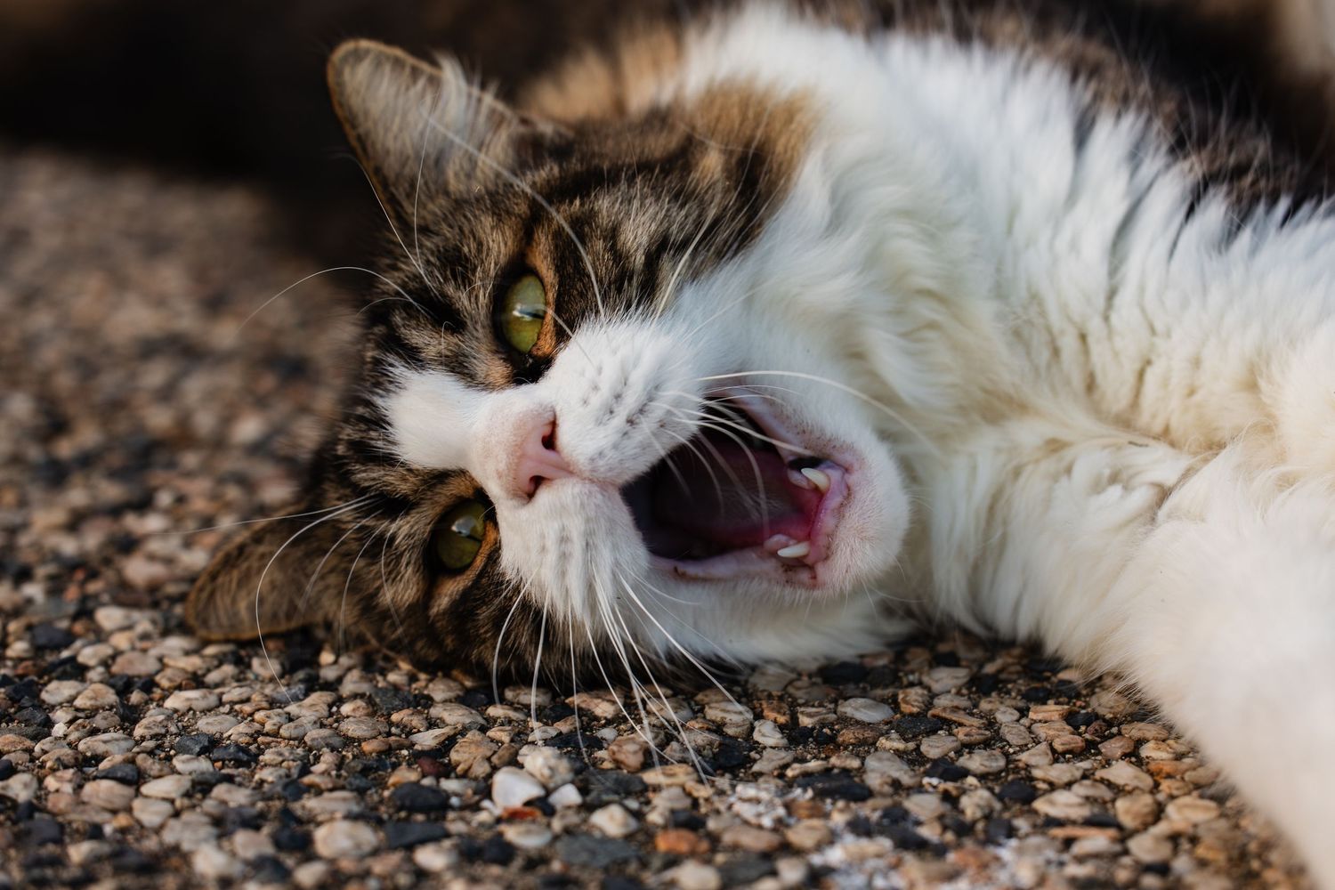 Expressive tabby cat with mouth open showing playful expression on speckled floor.