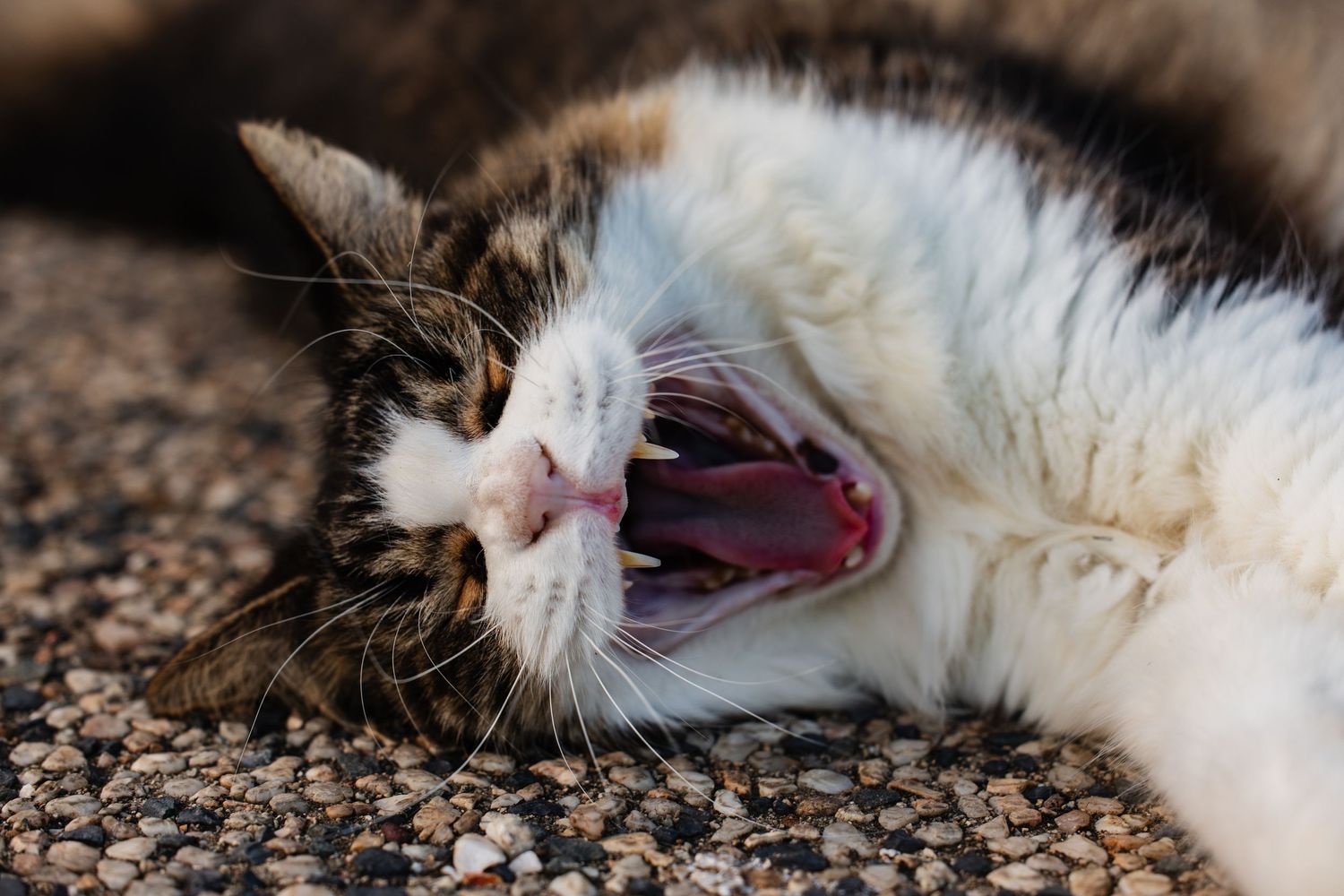 Brown and white cat yawning widely while lying on spotted carpet surface.