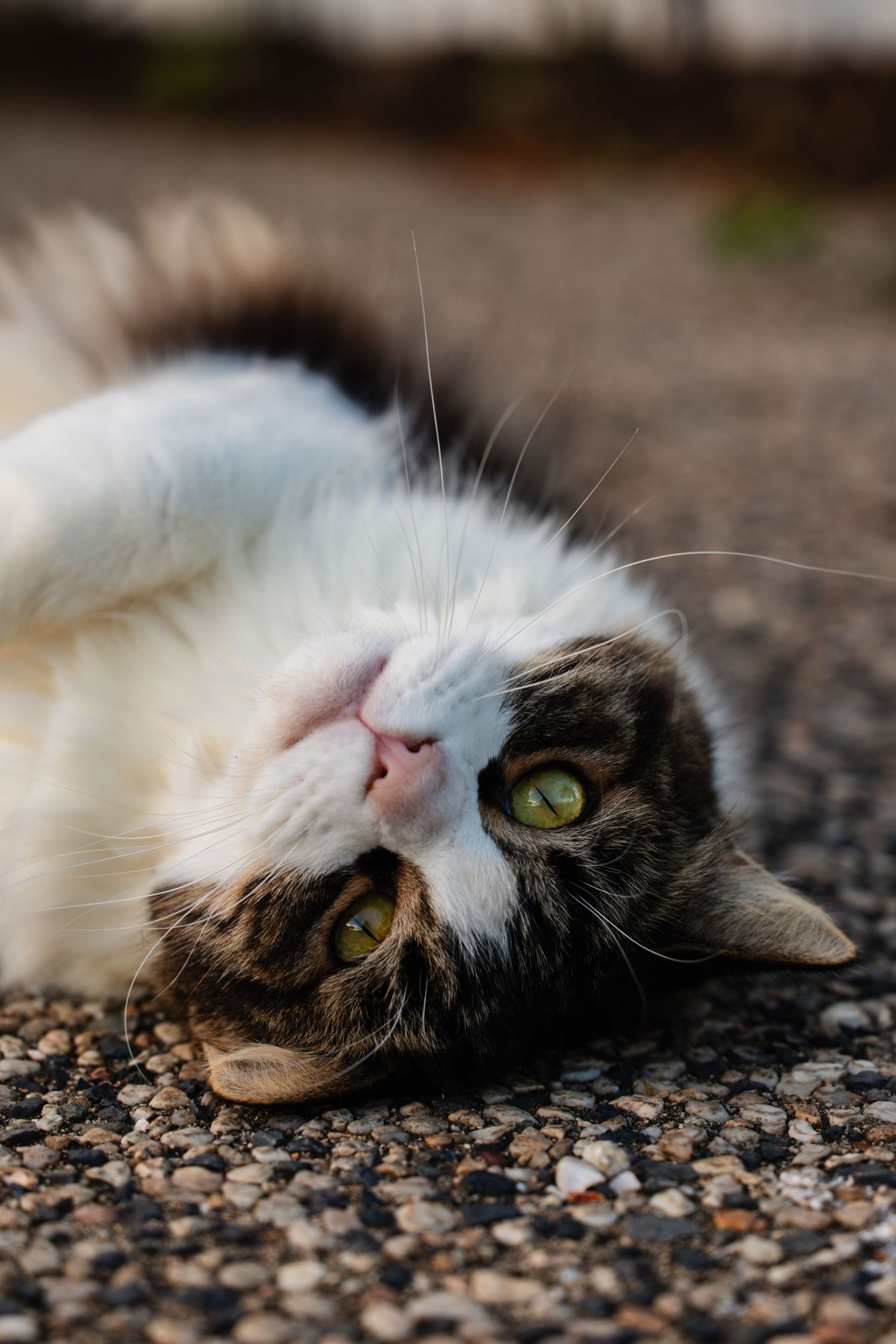 A white and brown cat with bright green eyes lying on its side on pebbled ground, looking at the camera.