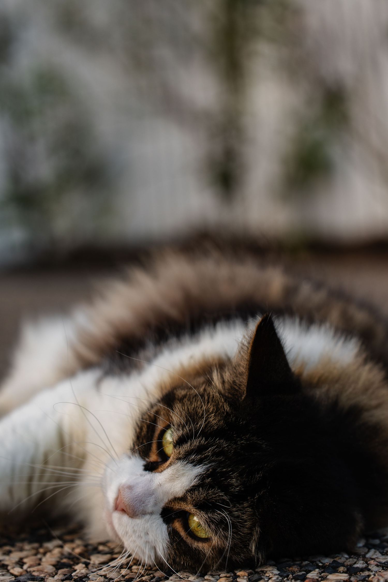 Close-up portrait of a relaxed calico cat lying down with striking yellow eyes and white and brown fur.
