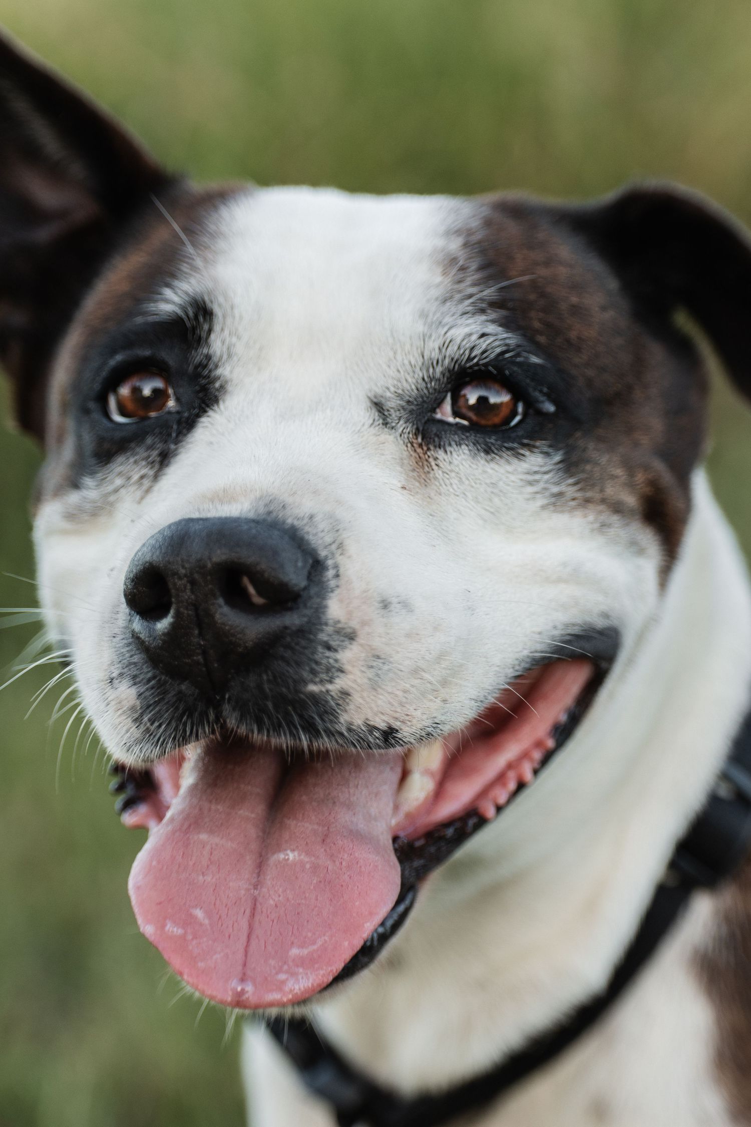 Close up portrait of a happy black and white mixed breed dog with tongue out and bright expression.