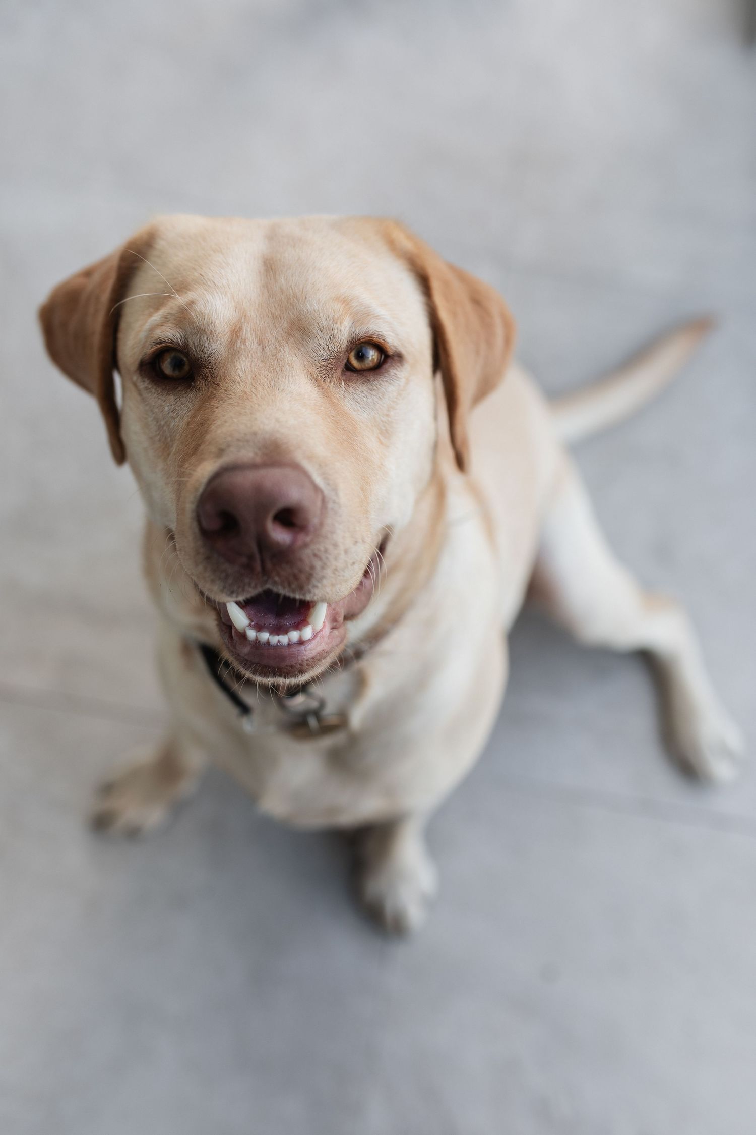 Friendly yellow Labrador Retriever looking up at camera while sitting on gray floor.