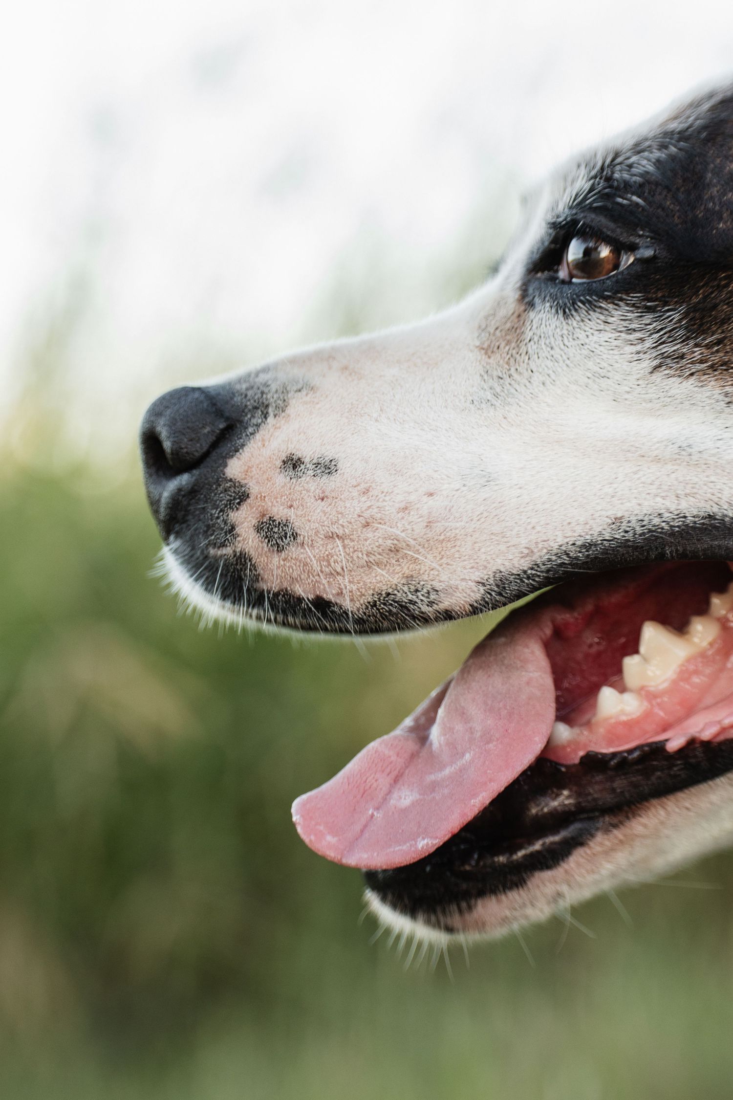 Close-up profile of a black and white dog's face showing their open mouth and pink tongue against a blurred background.