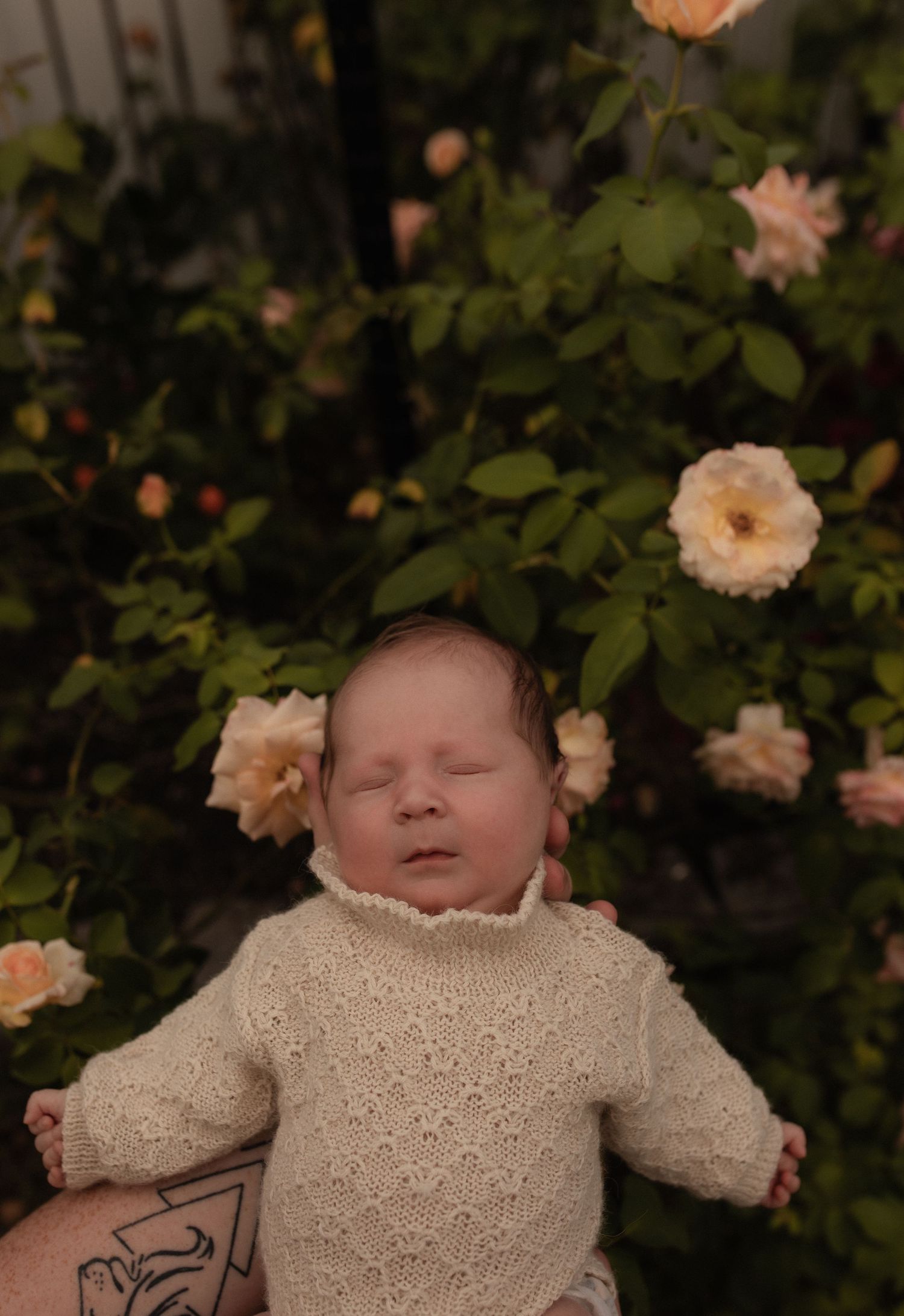 A peaceful sleeping newborn in a cream sweater surrounded by blooming peach roses.