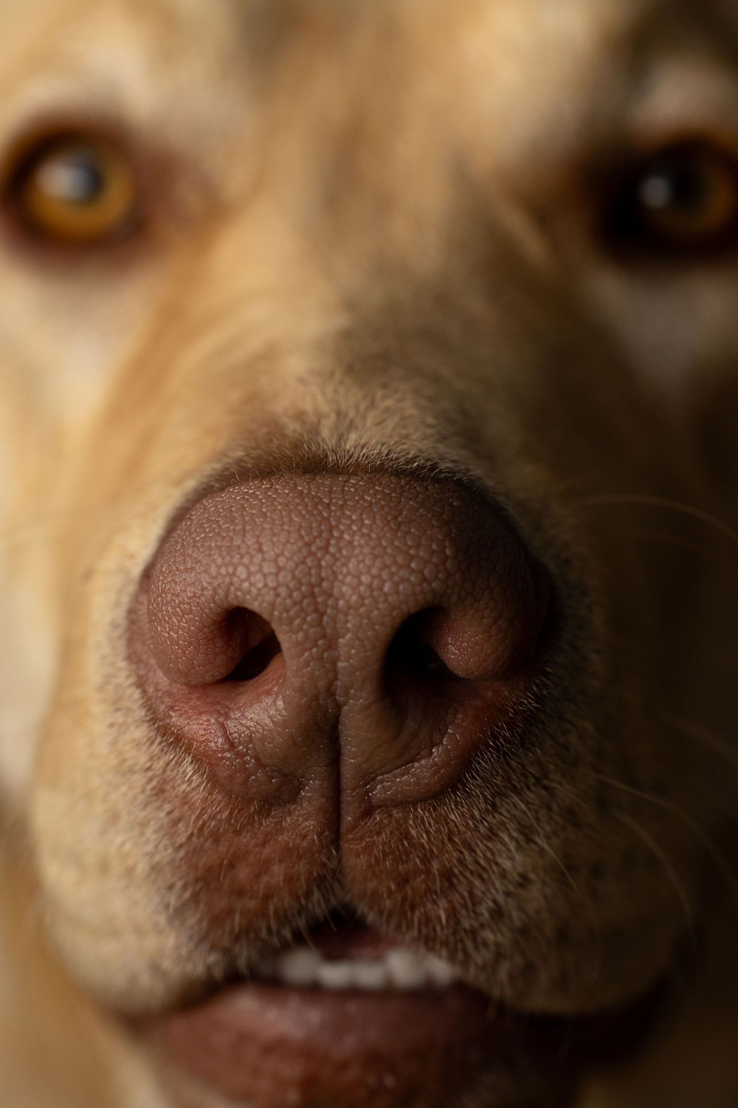 Extreme close-up macro shot of a dog's nose and muzzle with warm brown fur and detailed nostrils.