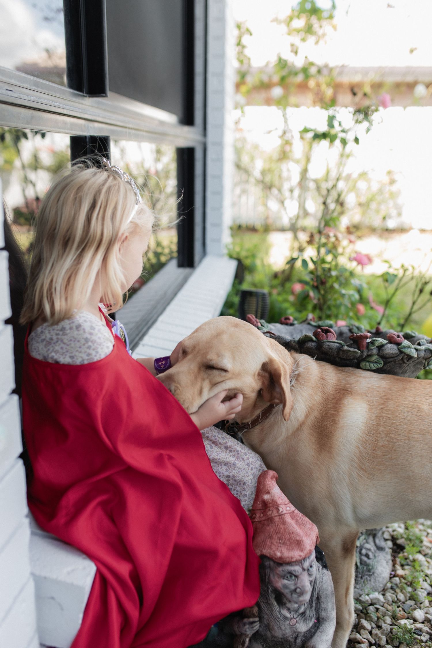 A fawn-colored dog nuzzles up to someone wearing a red blanket while sitting by a window on a sunny day.
