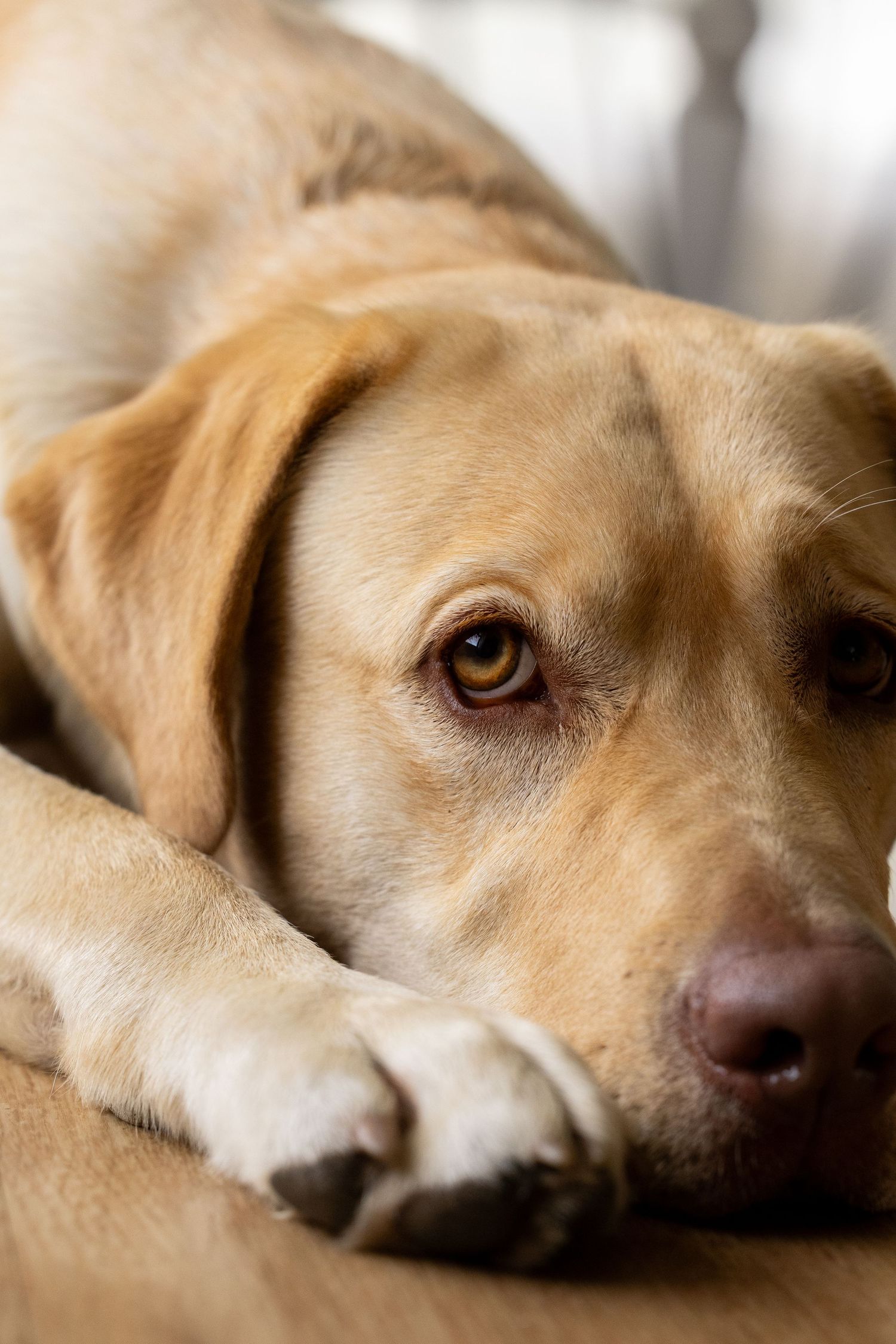 Close up of yellow Labrador resting with pensive expression and gentle eyes.