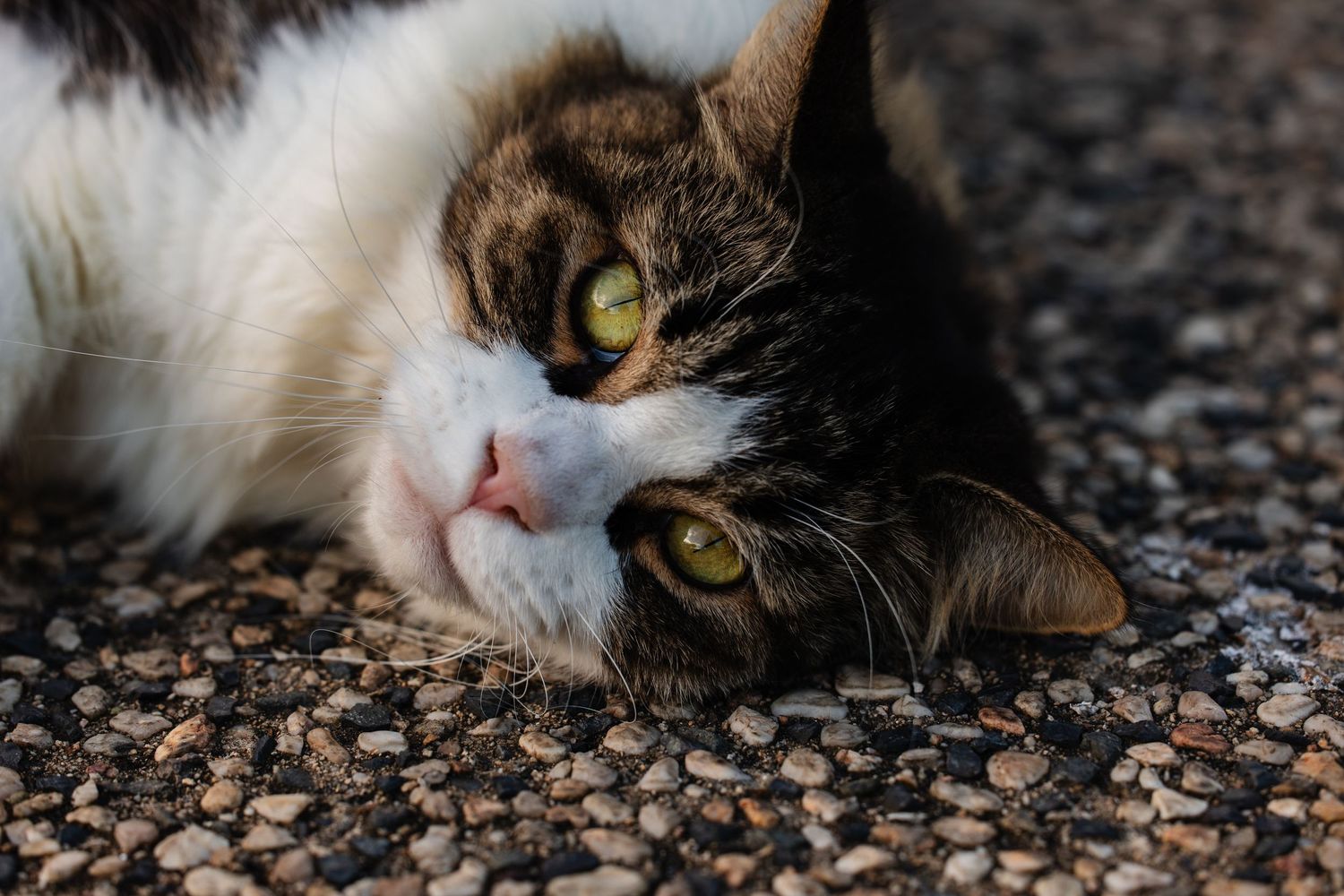 Striking portrait of a tabby and white cat with yellow eyes lounging on carpet.