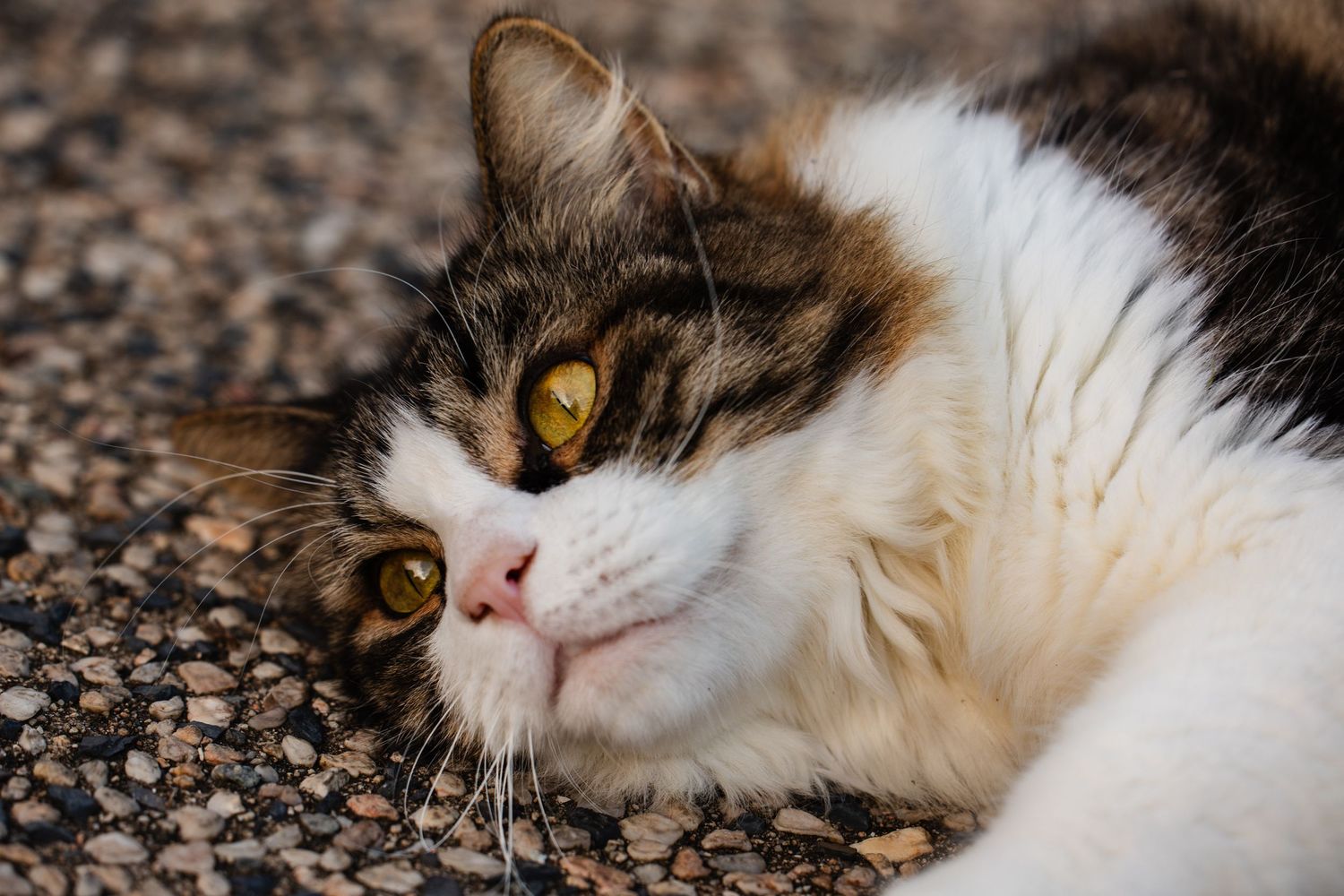 Relaxed brown and white tabby cat with golden eyes resting on speckled carpet.