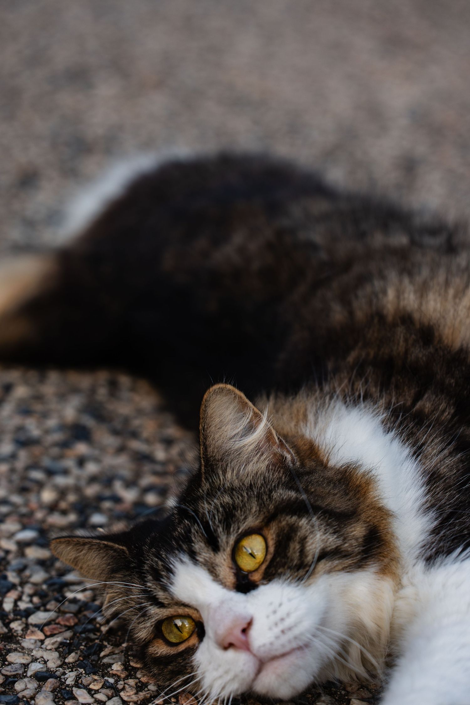 Close up portrait of a brown and white cat with striking golden eyes laying on pebbled ground.