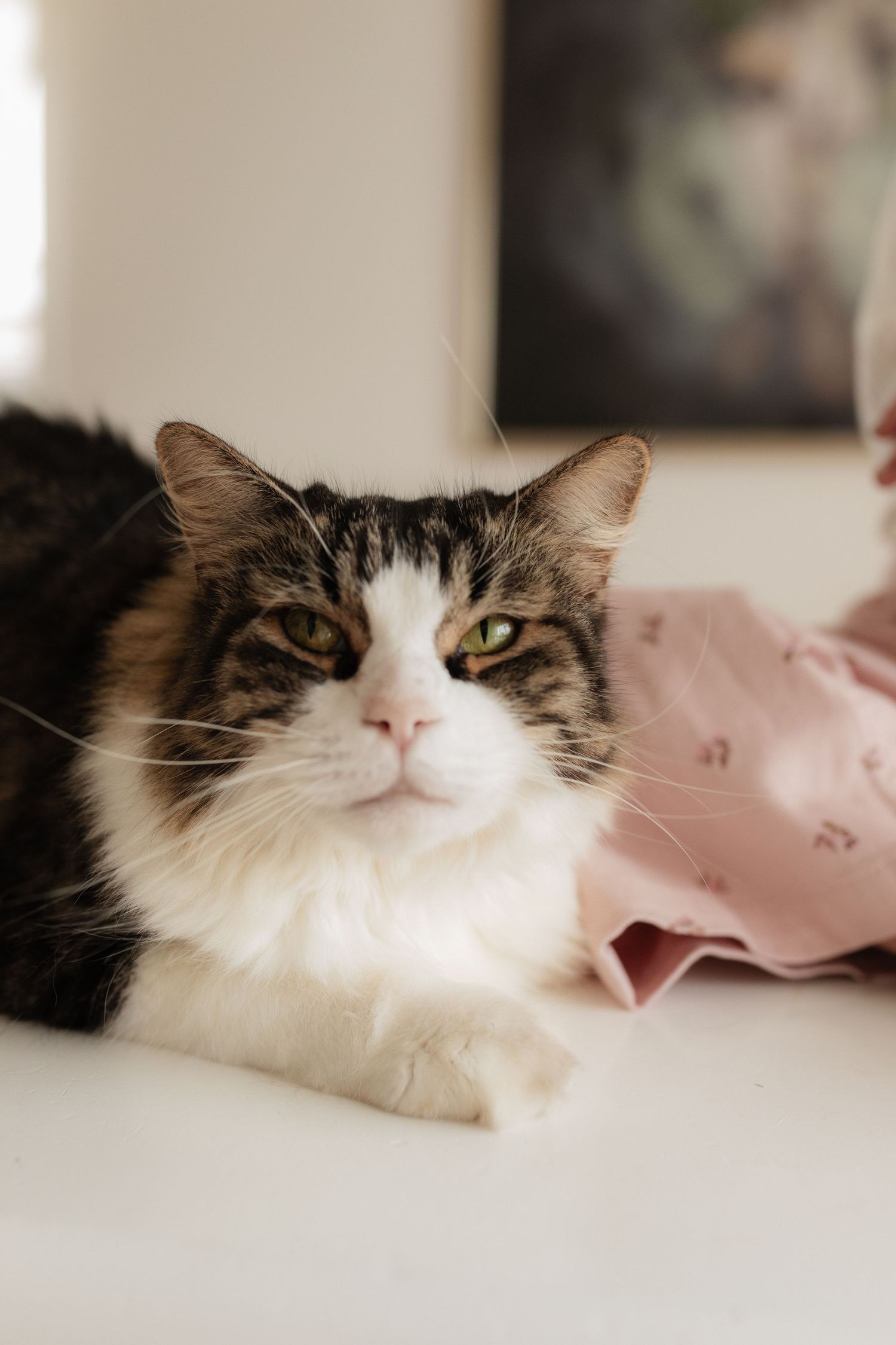 A fluffy brown and white cat with striking eyes lounges regally against pink fabric in a cozy indoor setting.