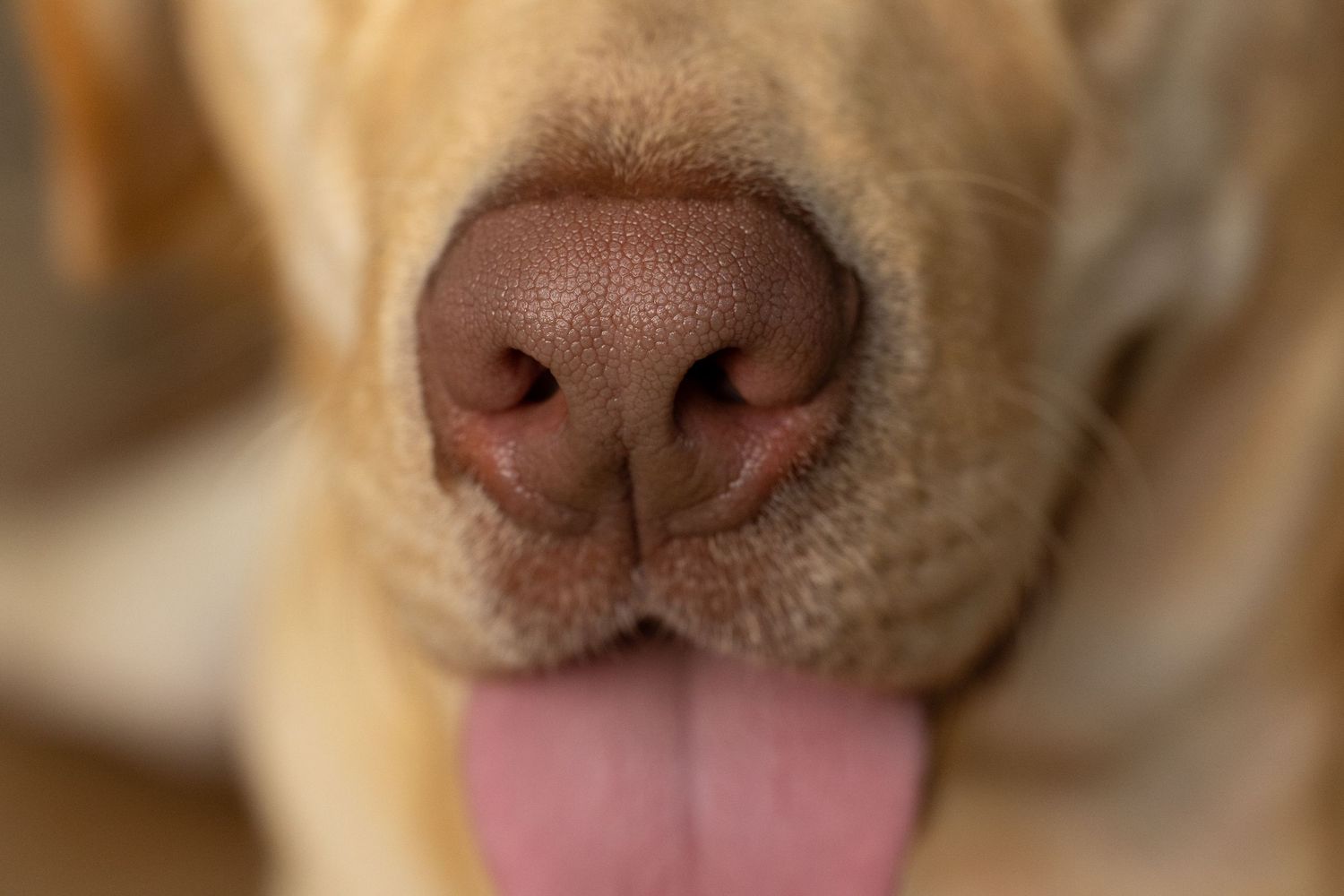 Extreme close-up macro photograph of a dog's nose and pink tongue against a blurred beige background.