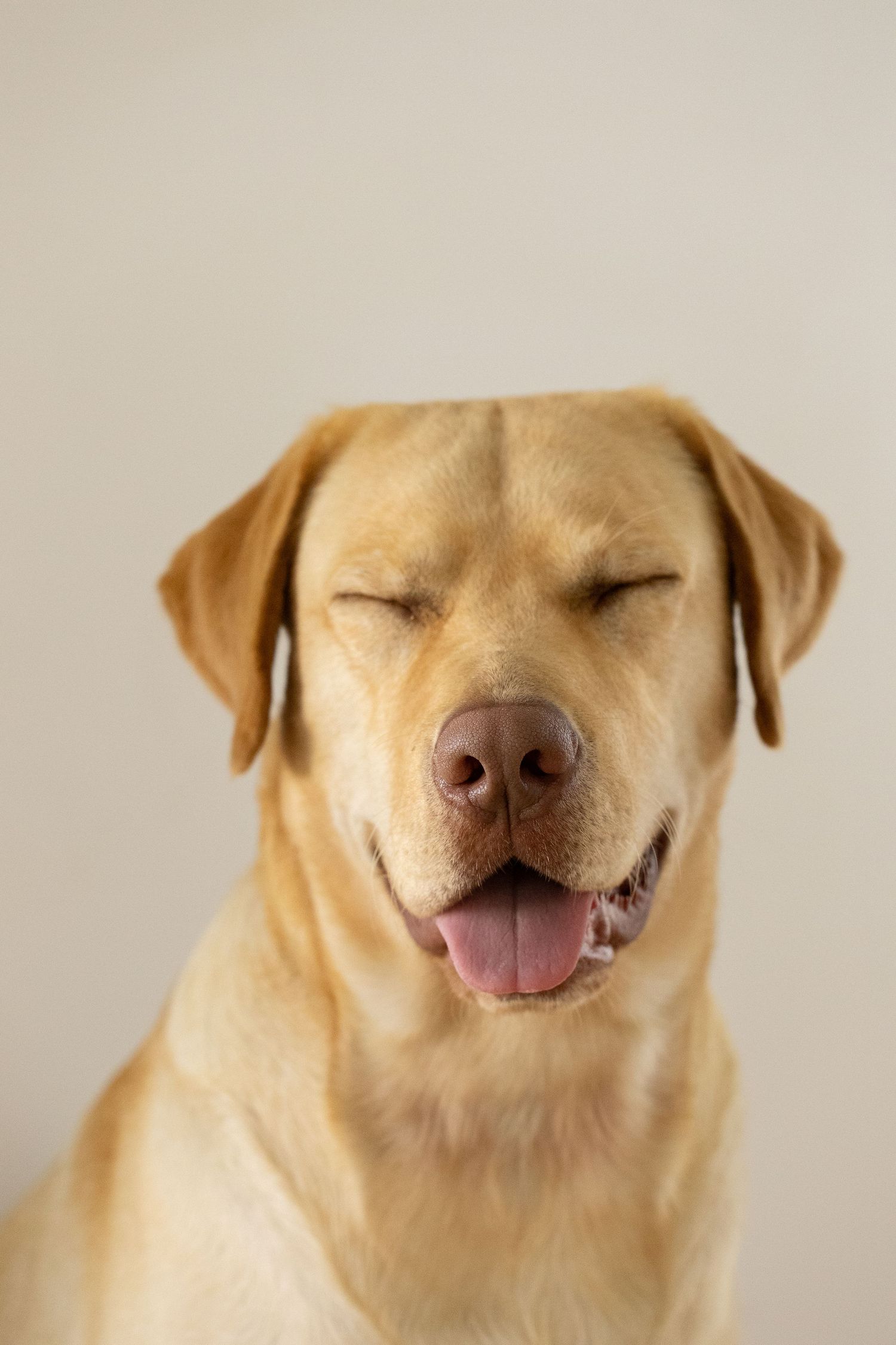 Yellow Labrador with closed eyes and happy expression smiling at camera against neutral background.