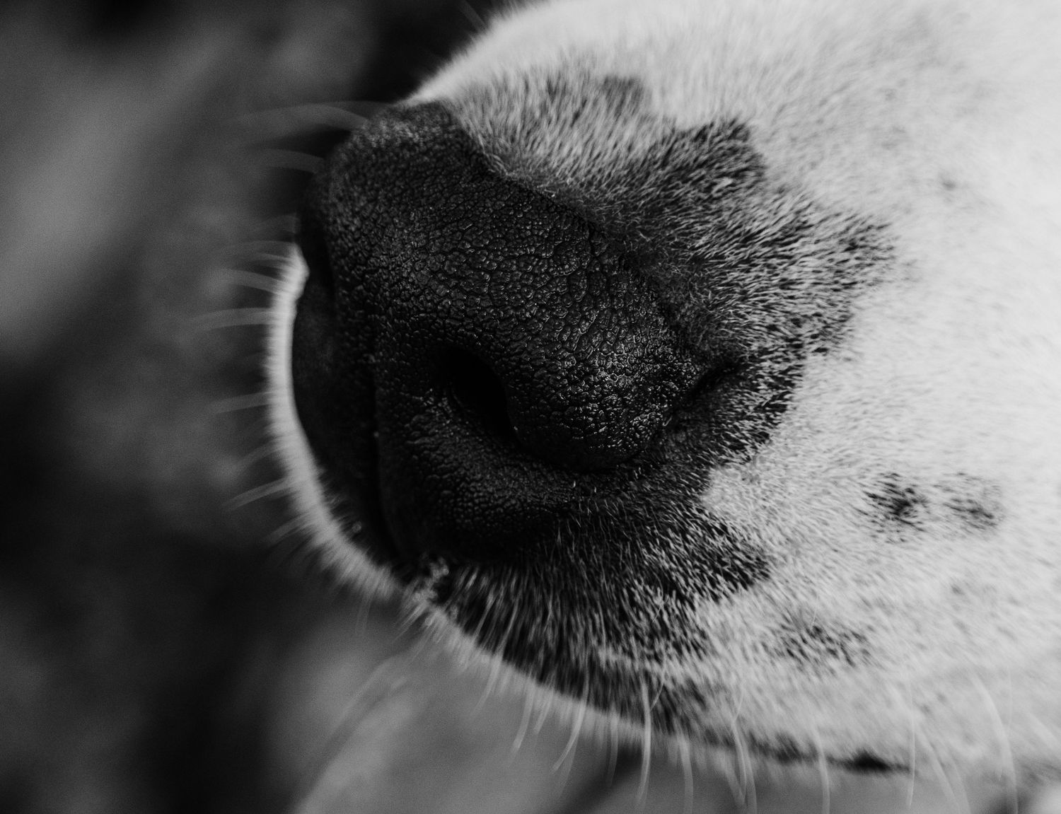 Close-up black and white macro photograph of a dog's wet nose showing fine texture and whiskers.