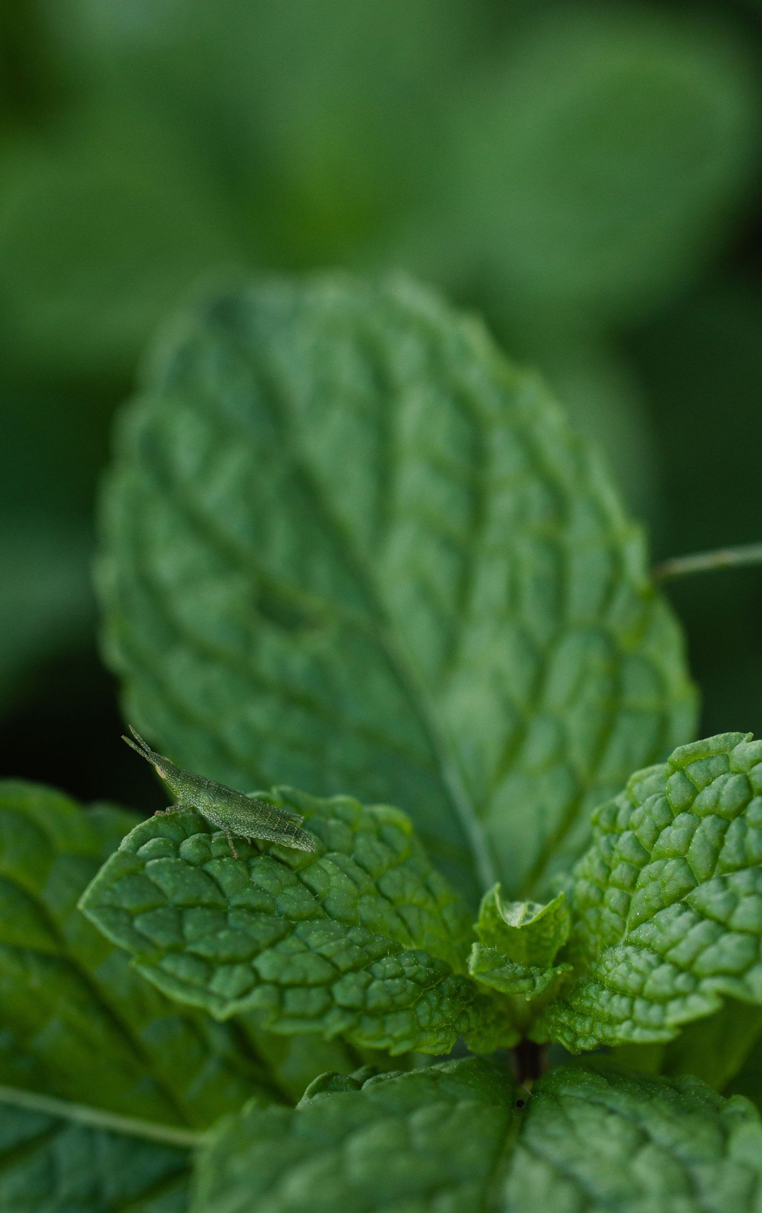 Fresh green mint leaves with textured surface in macro photography.