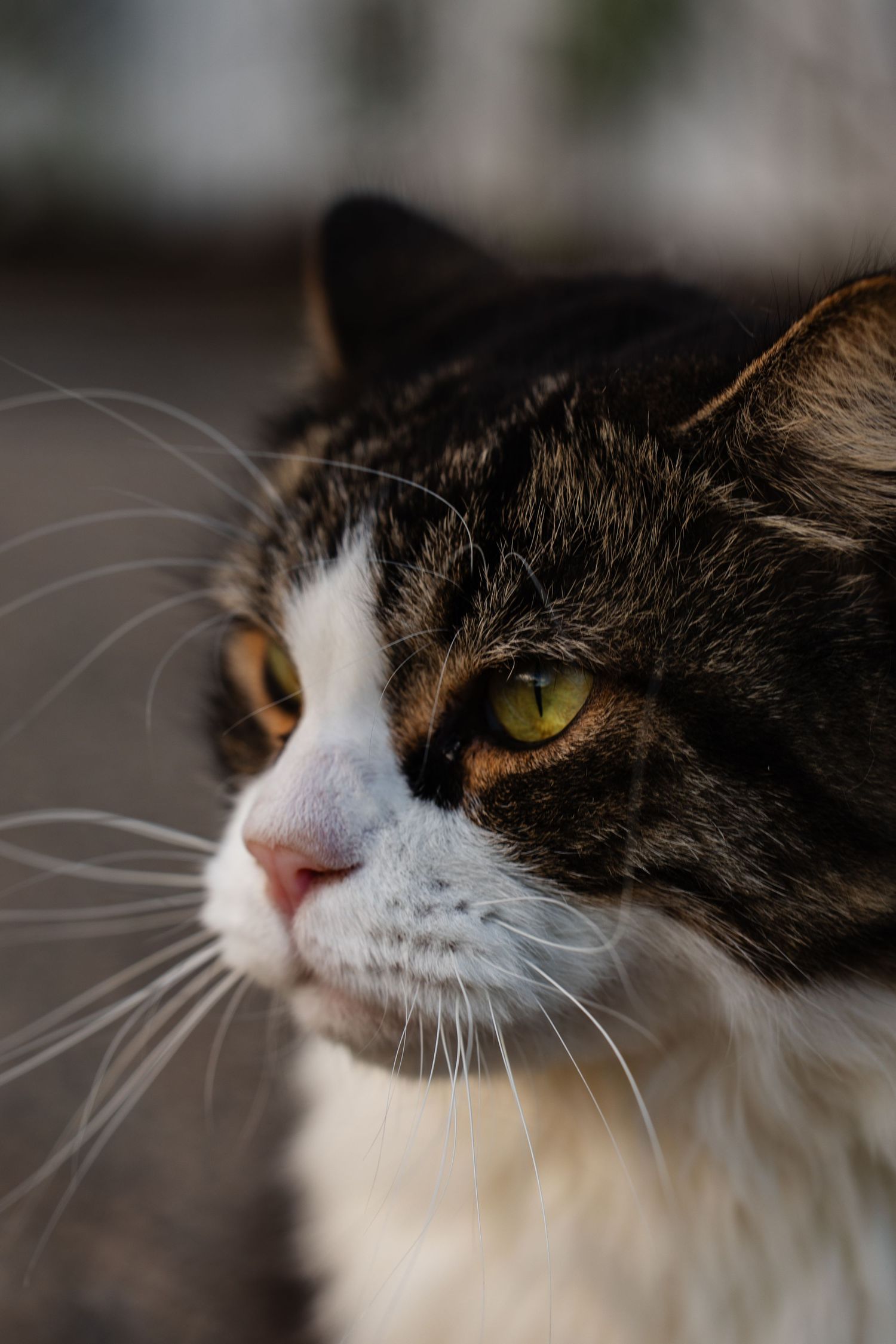 Close-up portrait of a tabby and white cat with piercing green eyes looking off into the distance.