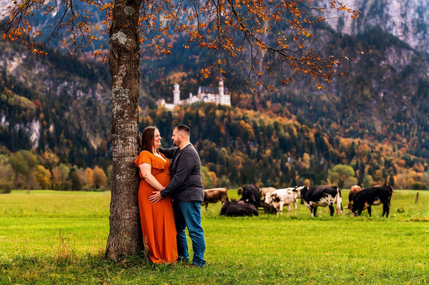 A romantic autumn scene in Bavaria with rolling meadows, grazing cattle and Neuschwanstein Castle visible in background.