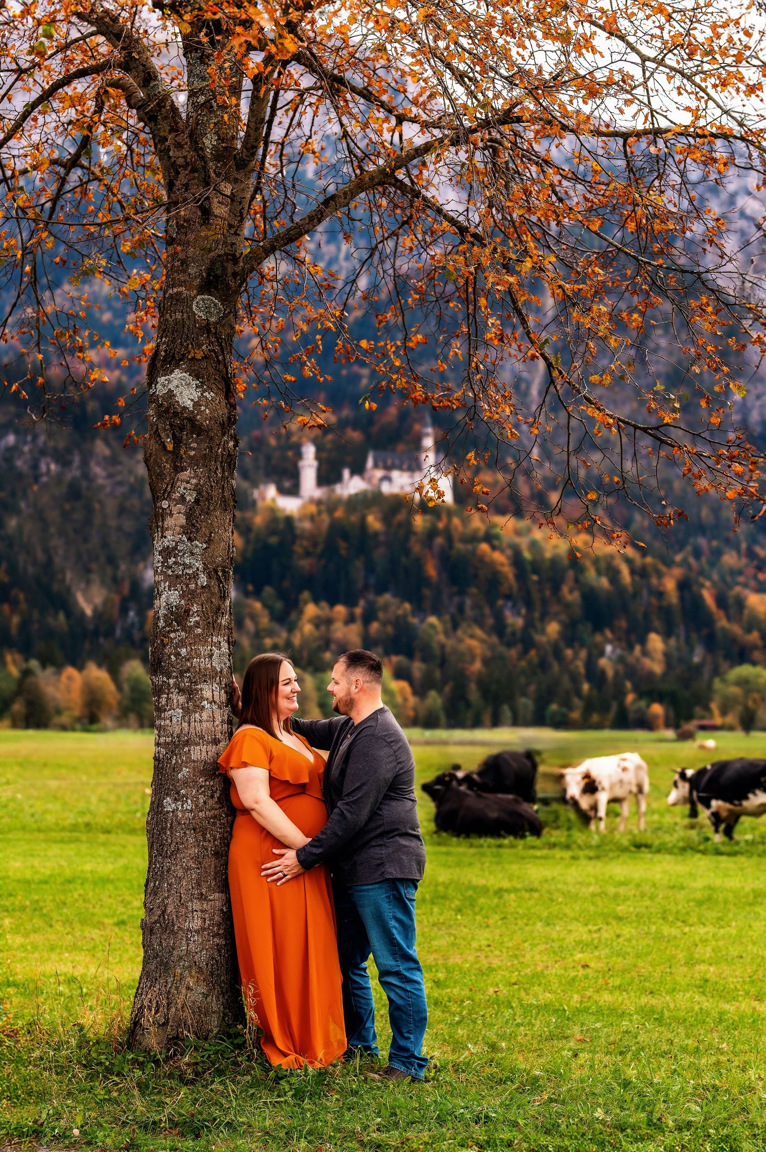 Autumn landscape in Bavaria with couple posing under tree and Neuschwanstein Castle visible in background with grazing cows.
