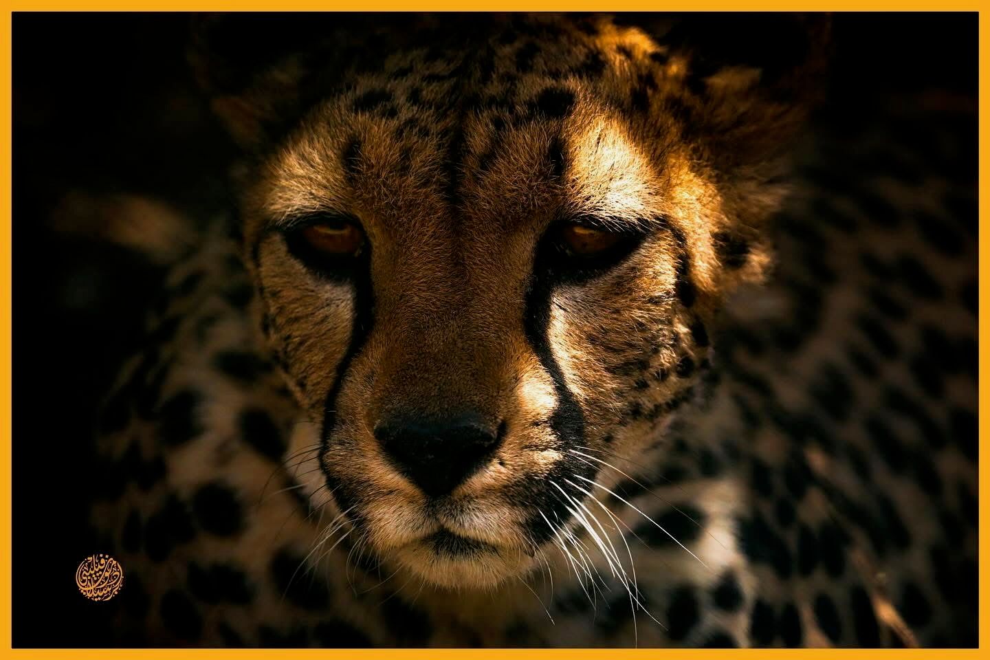 Rescued Cheetah from Al-Ma'wa for Nature and Wildlife