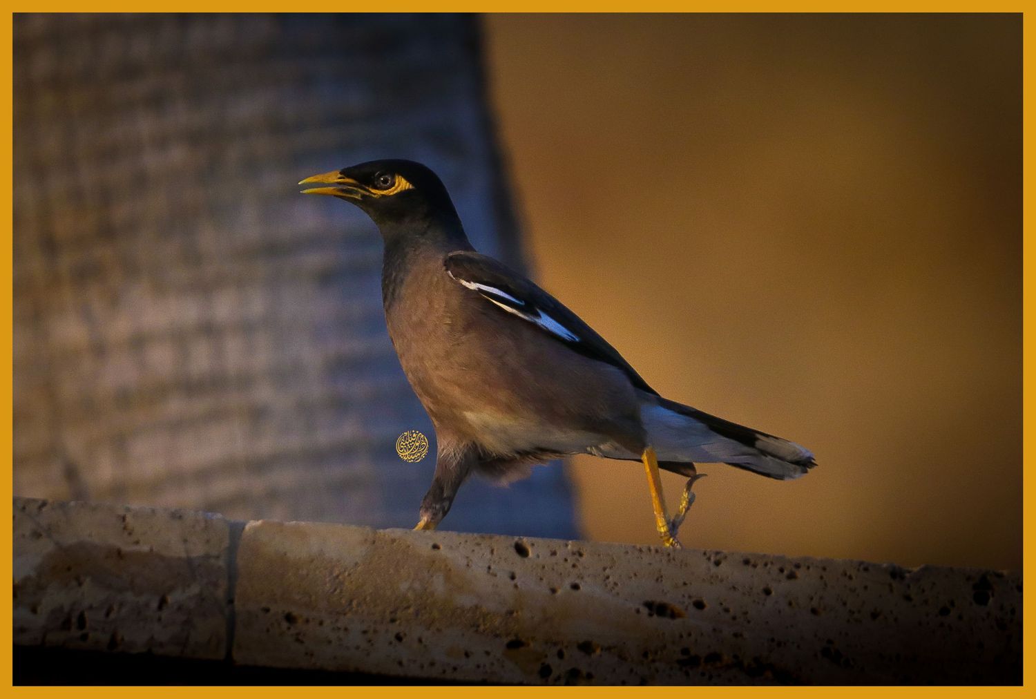 Wildlife in Jordan