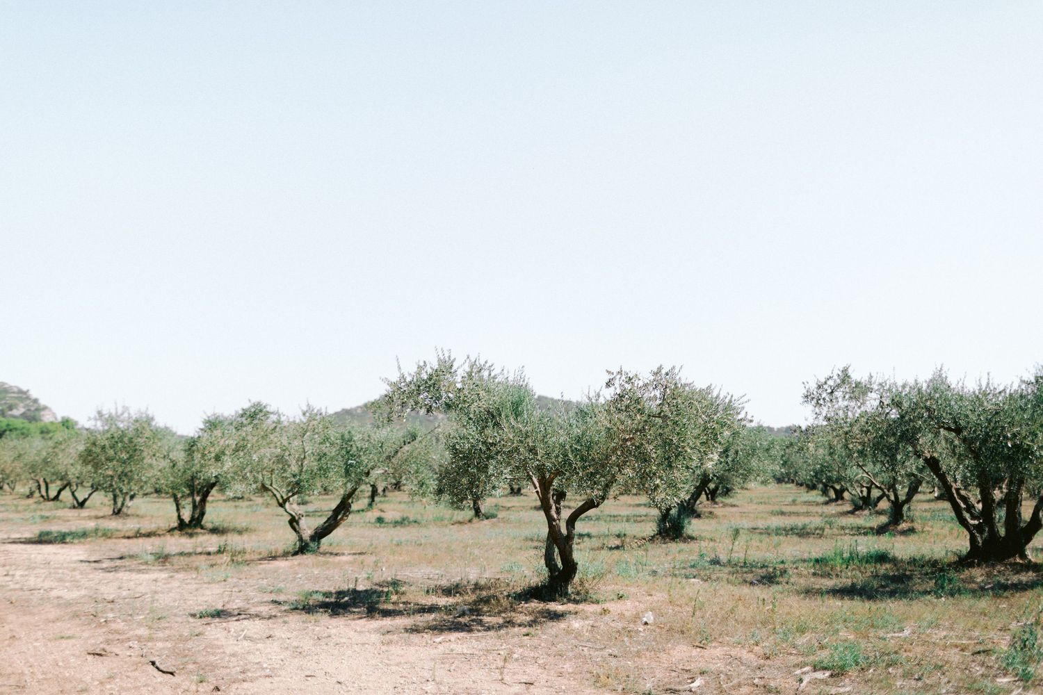 Rustic landscape with scattered olive trees in a dry Mediterranean terrain.