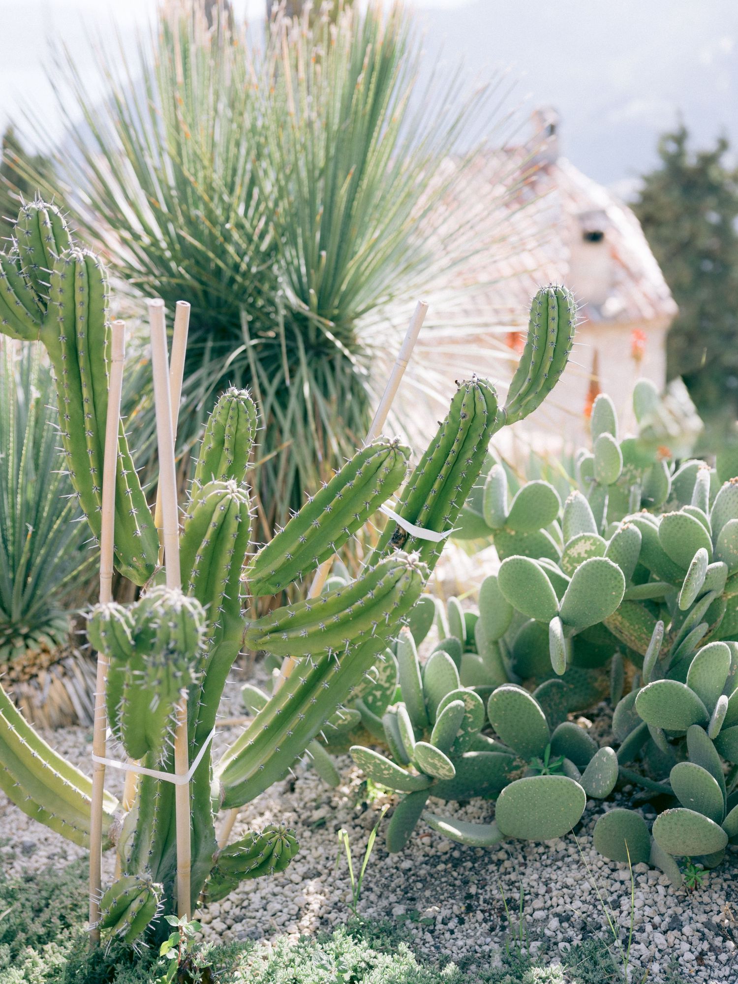 Desert garden featuring tall cactus plants and succulent clusters with a building in the background.