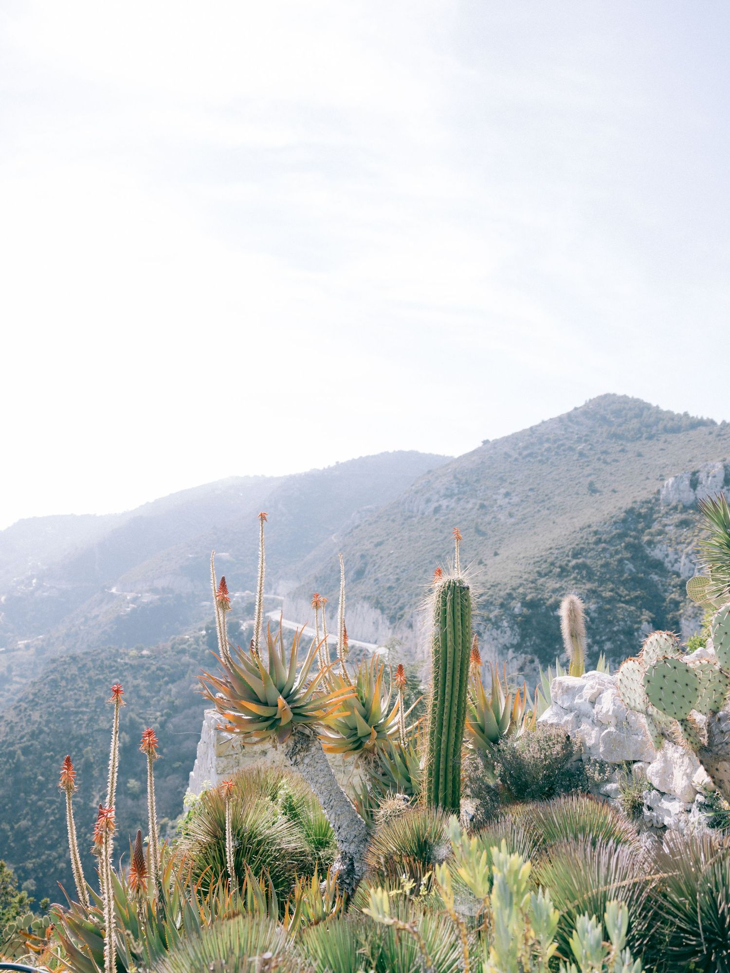 Desert garden landscape with tall cacti and succulents against misty mountain backdrop in Eze, France.