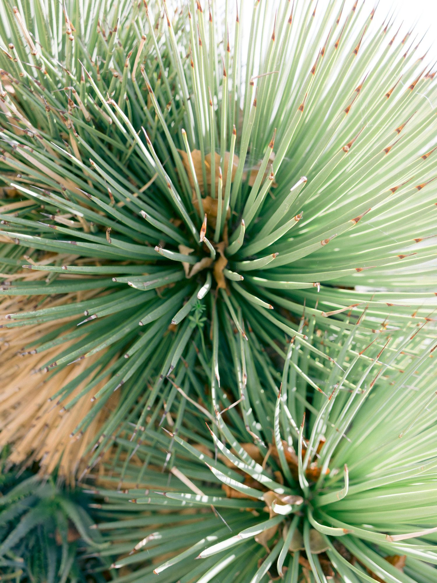 Close-up macro shot of green pine needles radiating outward in a spiky circular pattern against a blurred background.