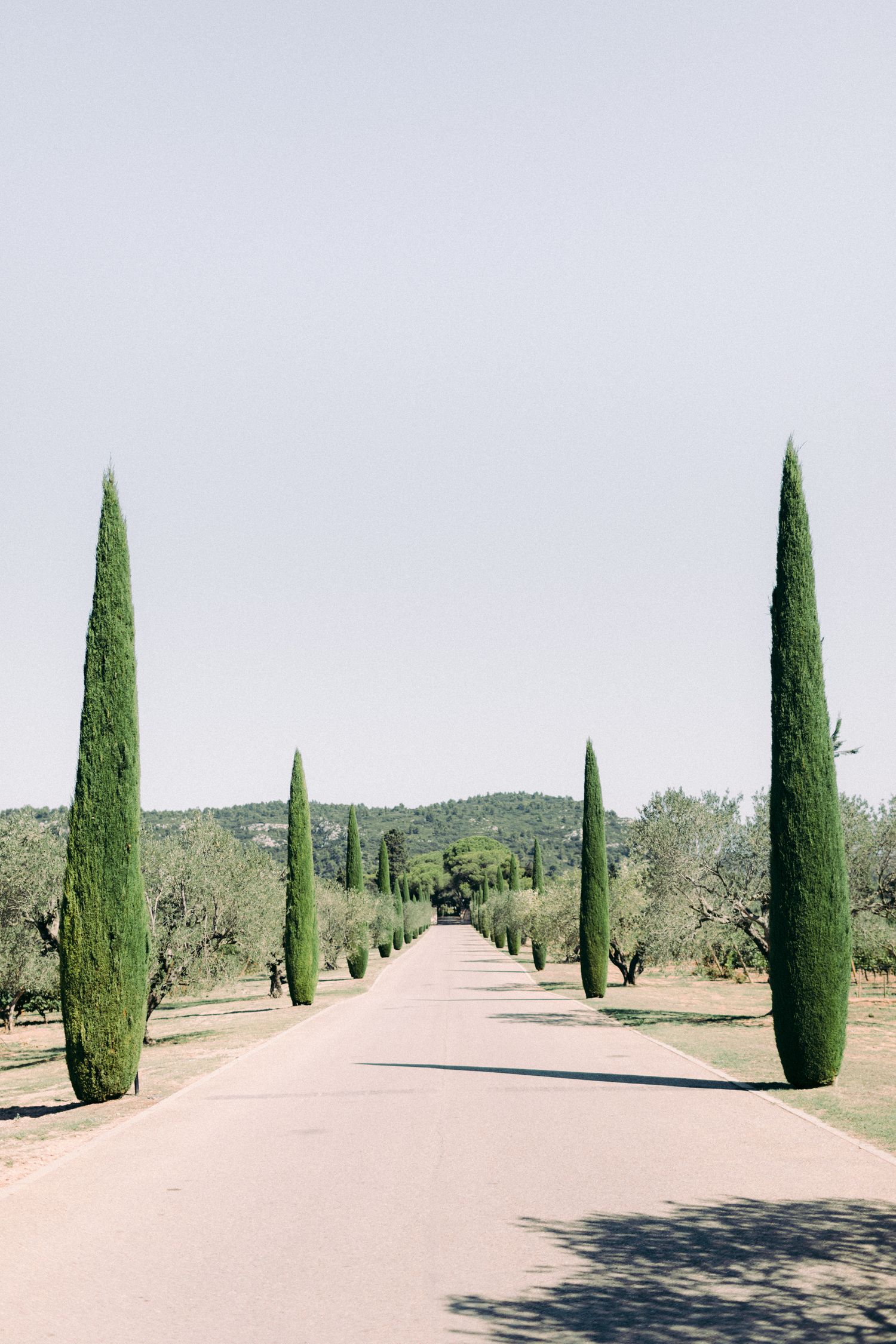 Cypress tree-lined pathway through an olive grove in Mediterranean countryside.