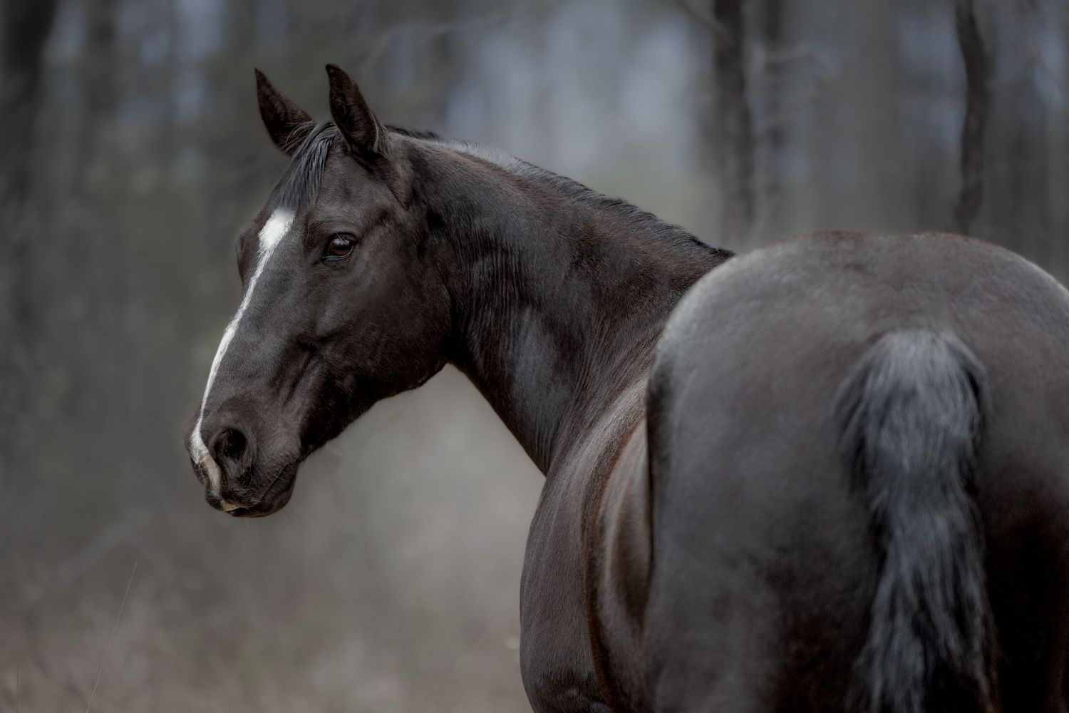 Dark brown horse standing in profile against a moody forest background.