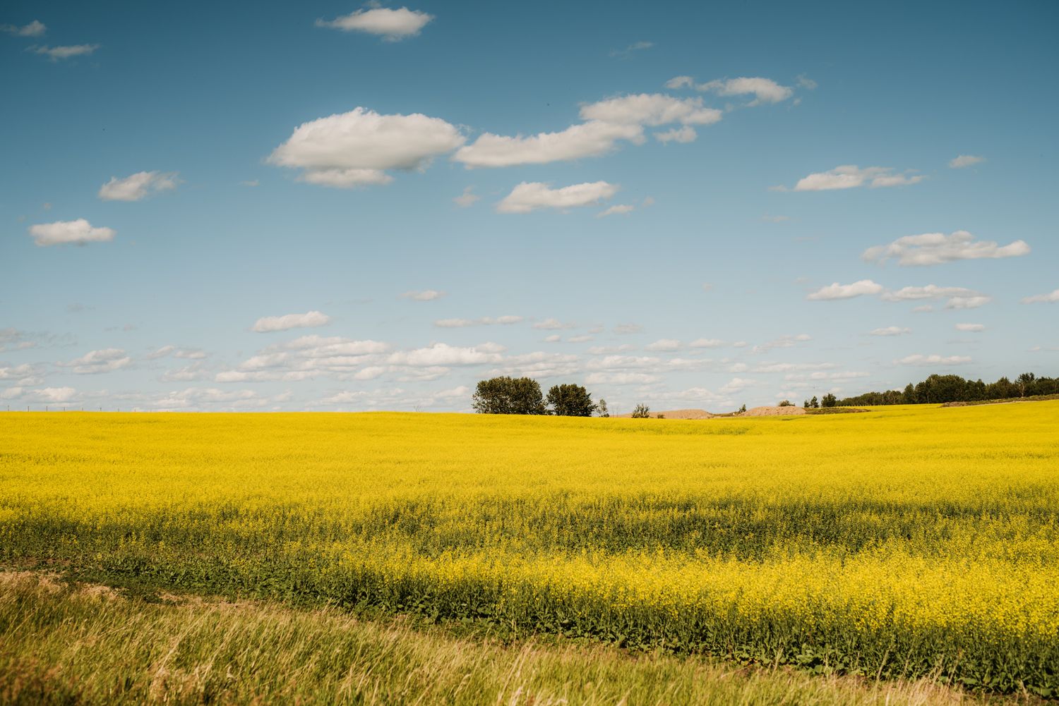 Vast yellow canola field under a blue sky with white clouds and trees on the horizon on a sunny day.