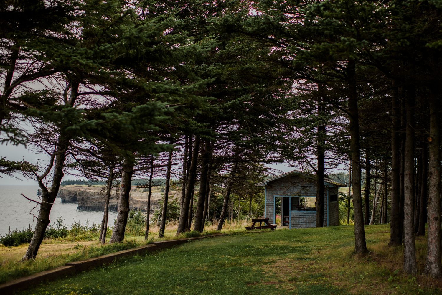 A secluded cabin nestled among tall pine trees with a scenic waterfront view on a lush green landscape.