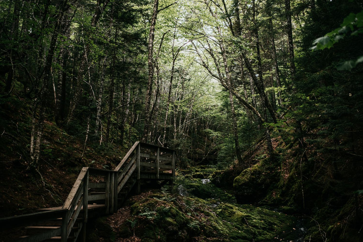 Wooden bridge and stairs winding through a lush, dark green forest with moss-covered rocks and dense trees.