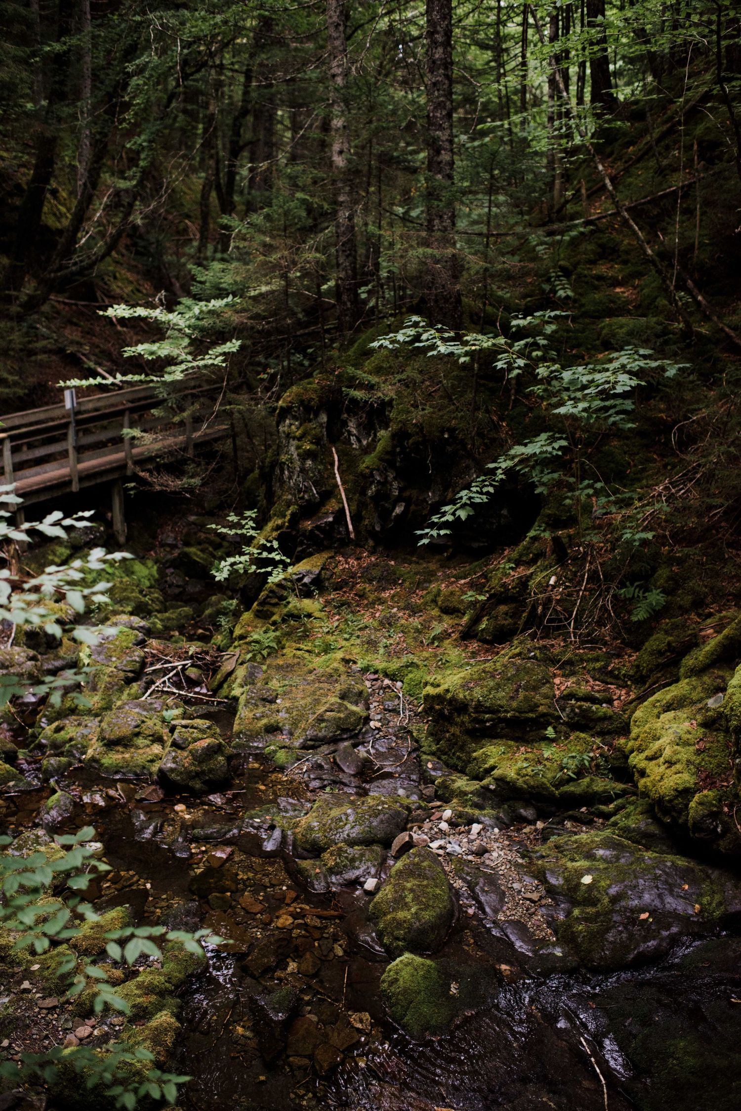 Mossy rocks and a wooden bridge in a lush, dark forest with a small stream flowing through.