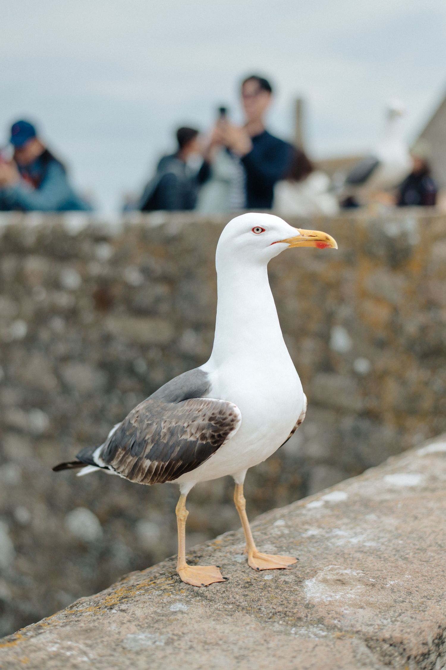 A seagull perches on a stone wall at Mont Saint-Michel with tourists photographing in the background.
