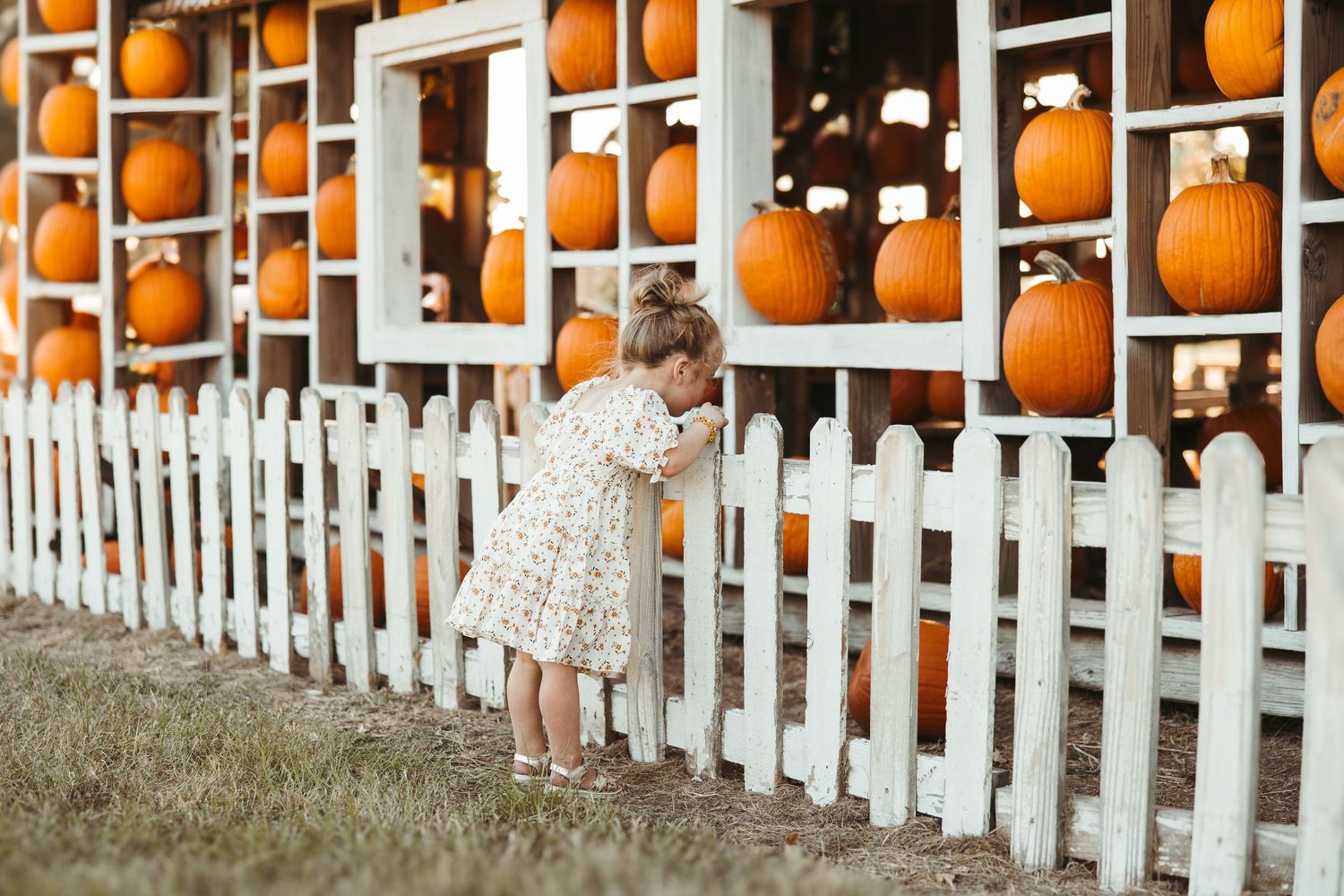 Row of bright orange pumpkins displayed behind white picket fence.