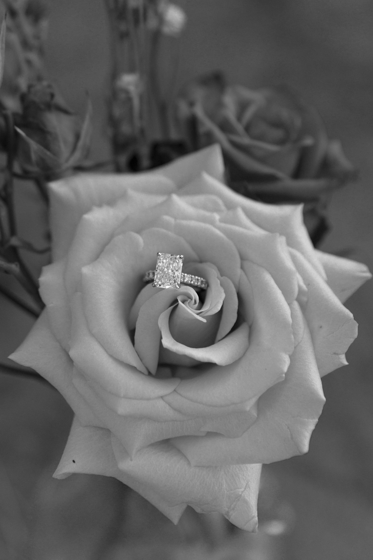 A series of black and white photographs showing engagement rings nestled within delicate white rose petals.