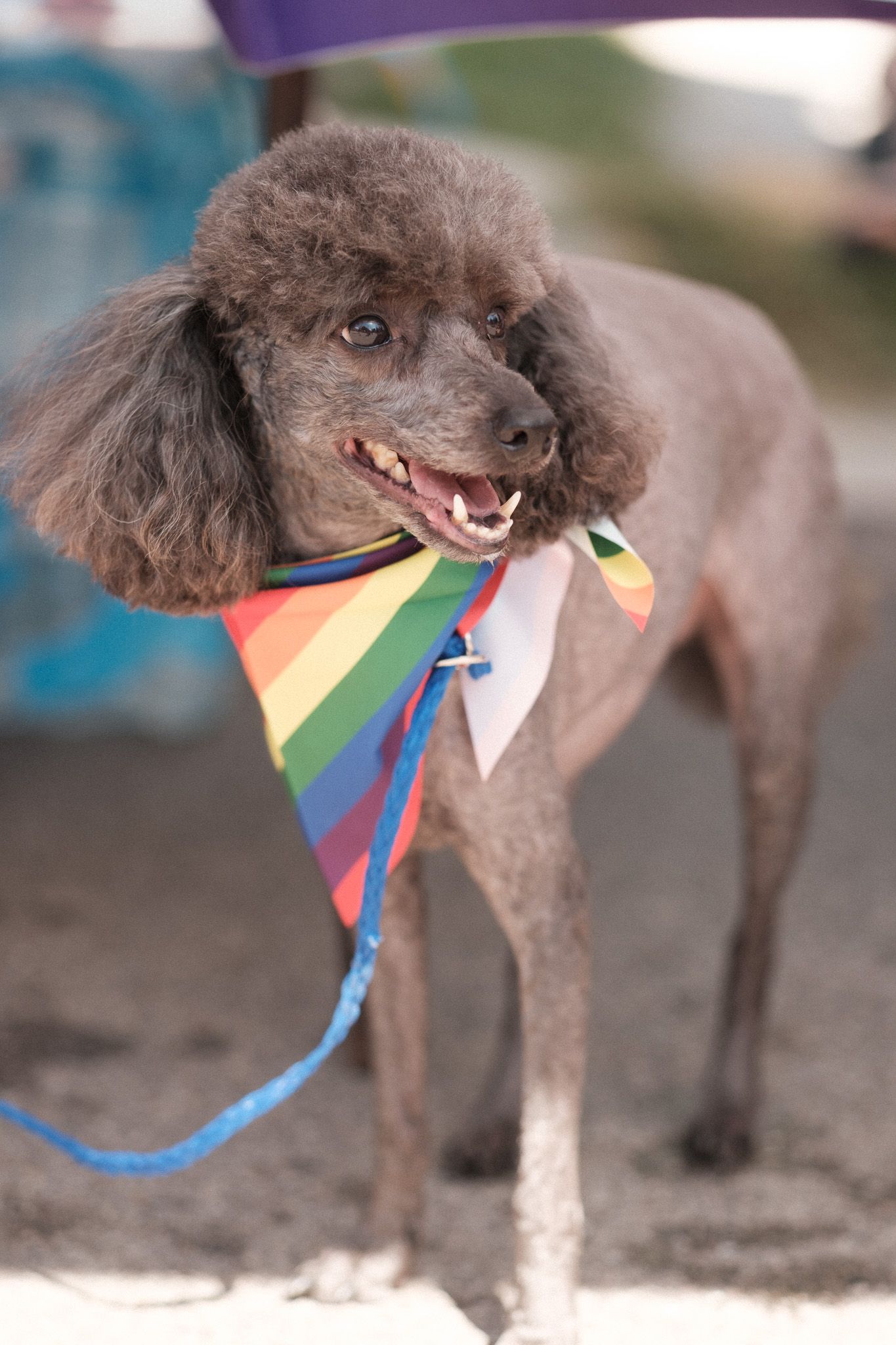 A brown poodle wearing a colorful rainbow bandana around its neck stands alertly with a happy expression.
